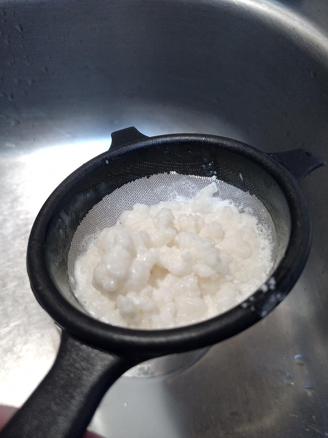 1 TBSP Milk Kefir Grains and eBook
