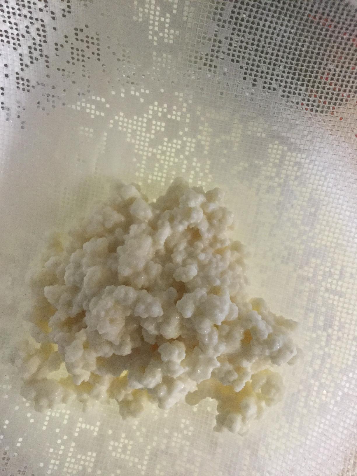 Milk Kefir Grains Mr & Mrs Kefir Active Fresh Genuine Natural customer photo 1