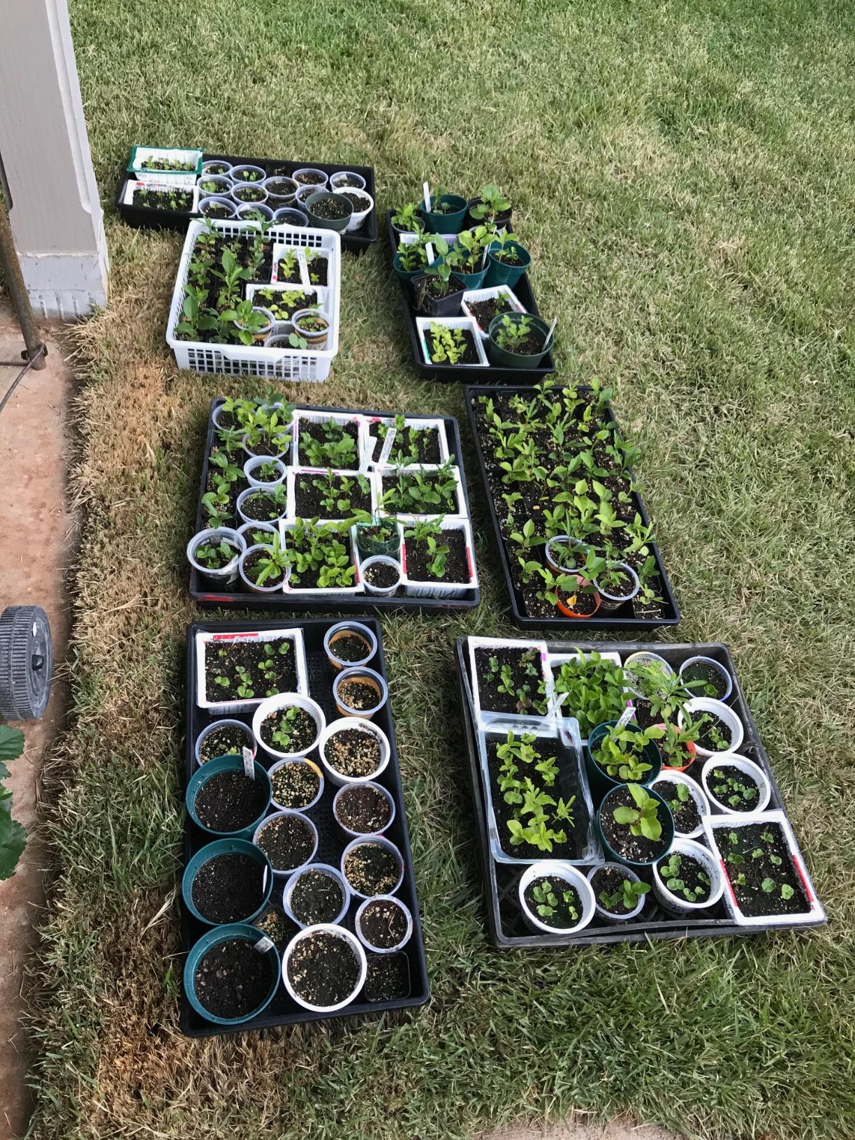 Bootstrap Farmer Mesh Bottom 1020 Trays - 10 Pack Extra Strength Microgreens Soil Blocks Hydroponics customer photo 1
