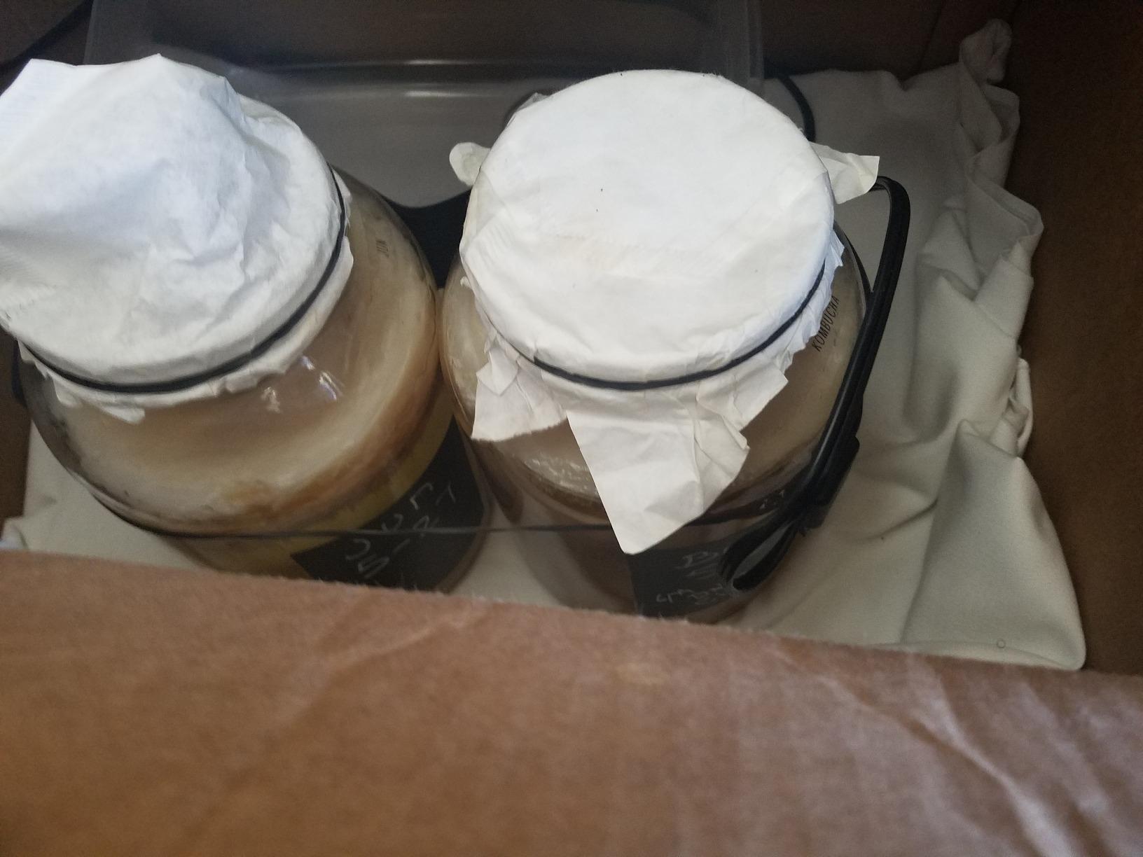 kitchentoolz 1 Gallon Glass Wide Mouth Kombucha Brewing Mason Jar - Home Brewing and Fermenting Kit with Cotton Cloth Filter, Rubber Band and Plastic Lid (1 Jar) customer photo 2
