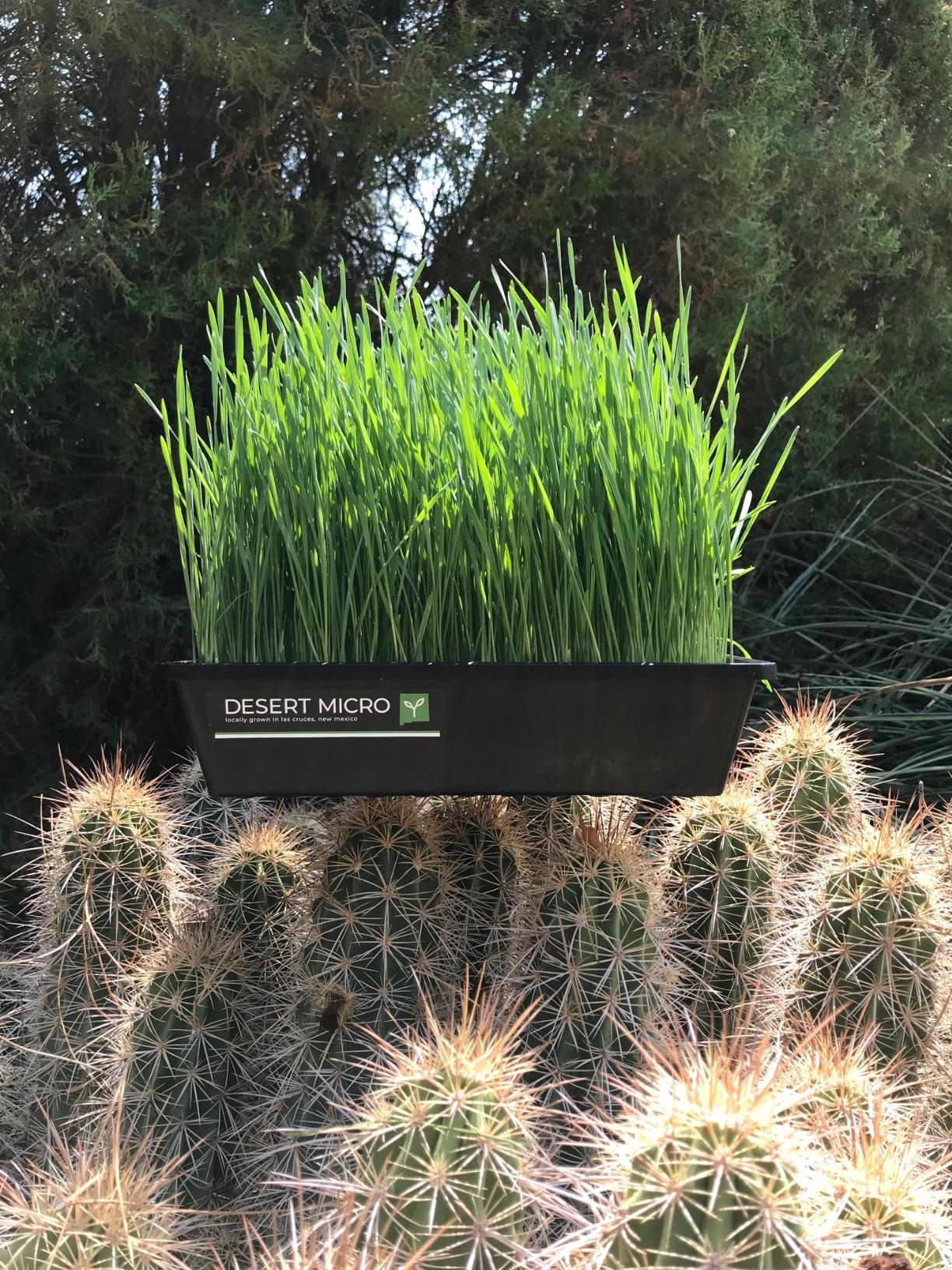 Bootstrap Farmer 1010 Trays 10 Pack Extra Strength w/Holes Seed Starting Microgreens customer photo 1