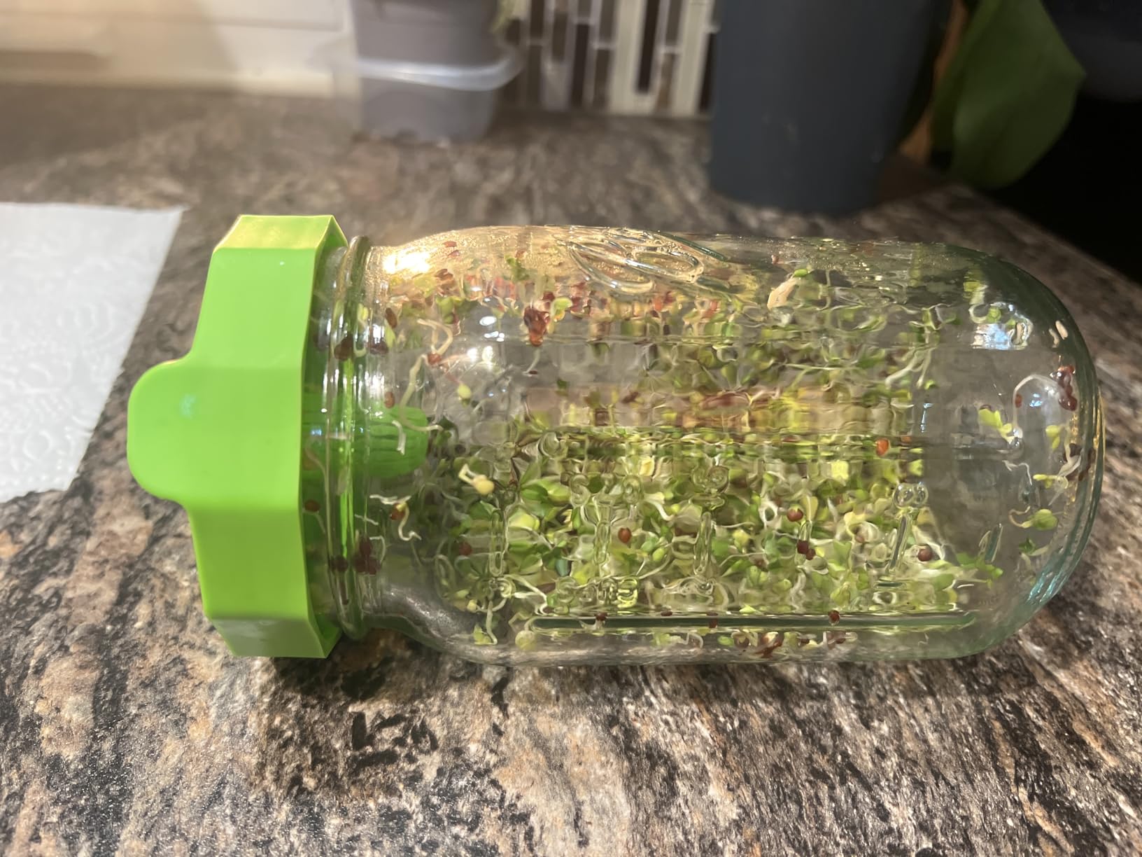 Masontops Bean Screen Plastic Mason Jar Sprouting Lids Mason Jar Sprouting Kit - For Growing Broccoli Seeds, Alfalfa, Mung Bean Sprouts - Wide Mouth Seed Sprouting Jar Lids Sprouting Kit Mason Jar customer photo 1