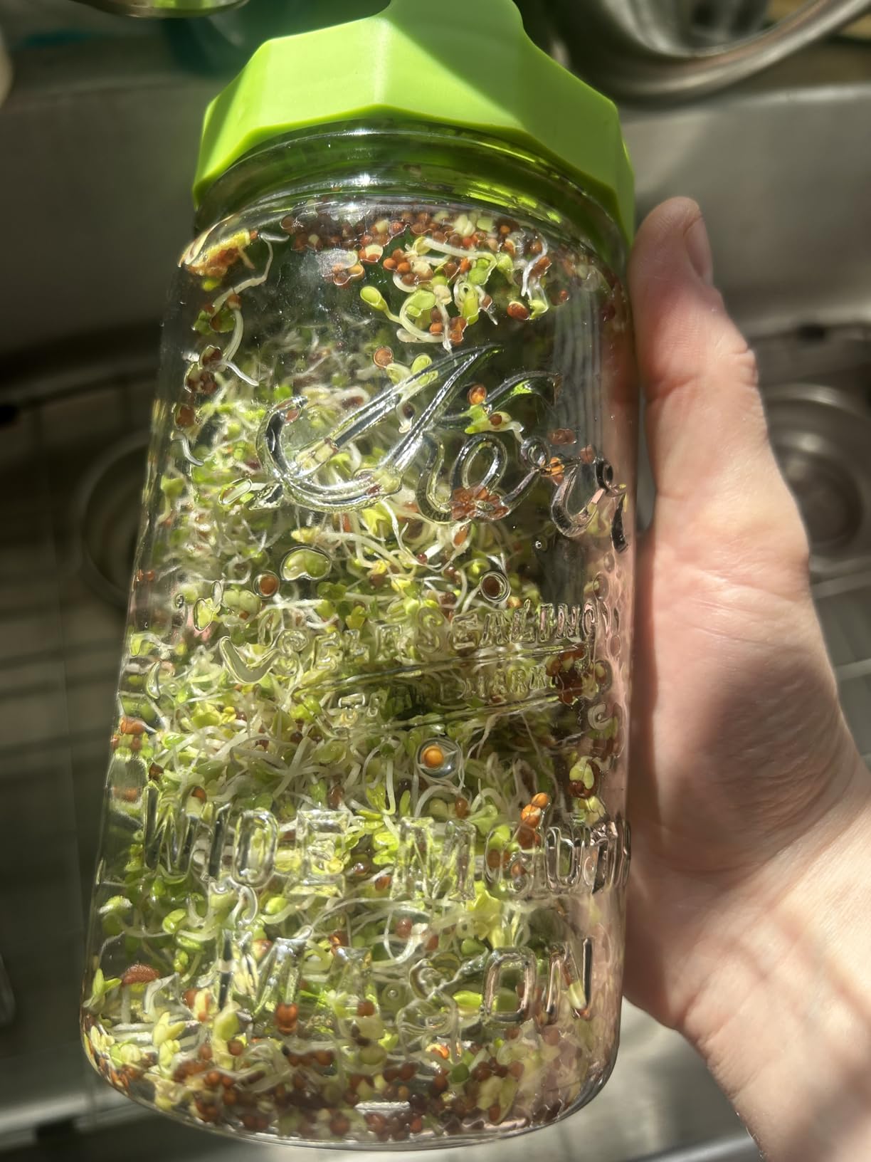 Masontops Bean Screen Plastic Mason Jar Sprouting Lids Mason Jar Sprouting Kit - For Growing Broccoli Seeds, Alfalfa, Mung Bean Sprouts - Wide Mouth Seed Sprouting Jar Lids Sprouting Kit Mason Jar customer photo 2