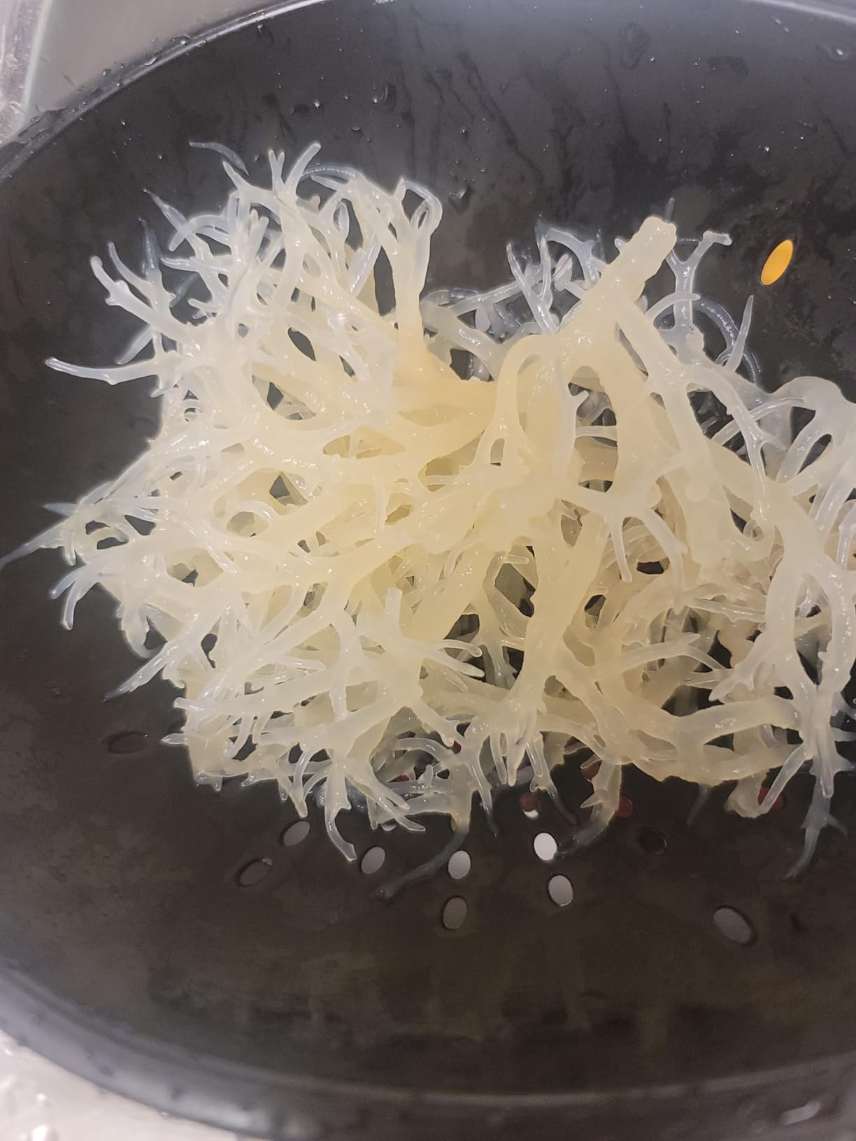 Dried Sea Moss (3 Oz (Pack of 5)) - Caribbean Superfood - Wildcrafted Seedstock - Ethically Harvested - Makes Over 10 Quarts Gel customer photo 2