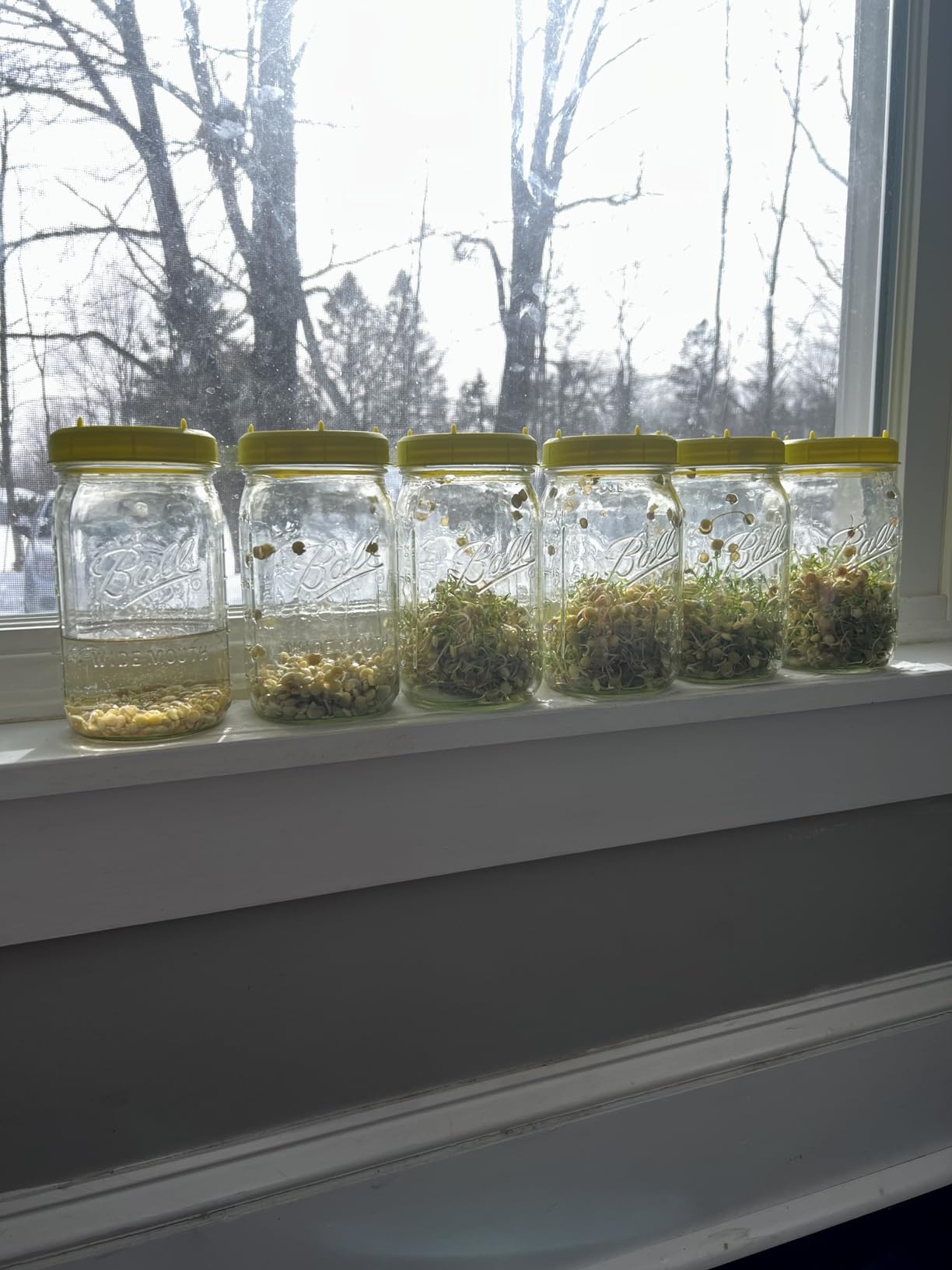 Picowe Plastic Sprouting Lids, Sprouting Jar Strainer Lid, for 86mm Wide Mouth Mason Jars, Canning Jars, Suit for Grow Bean Sprouts, Alfalfa, Salad Sprouts(8 Pack,Green) customer photo 2