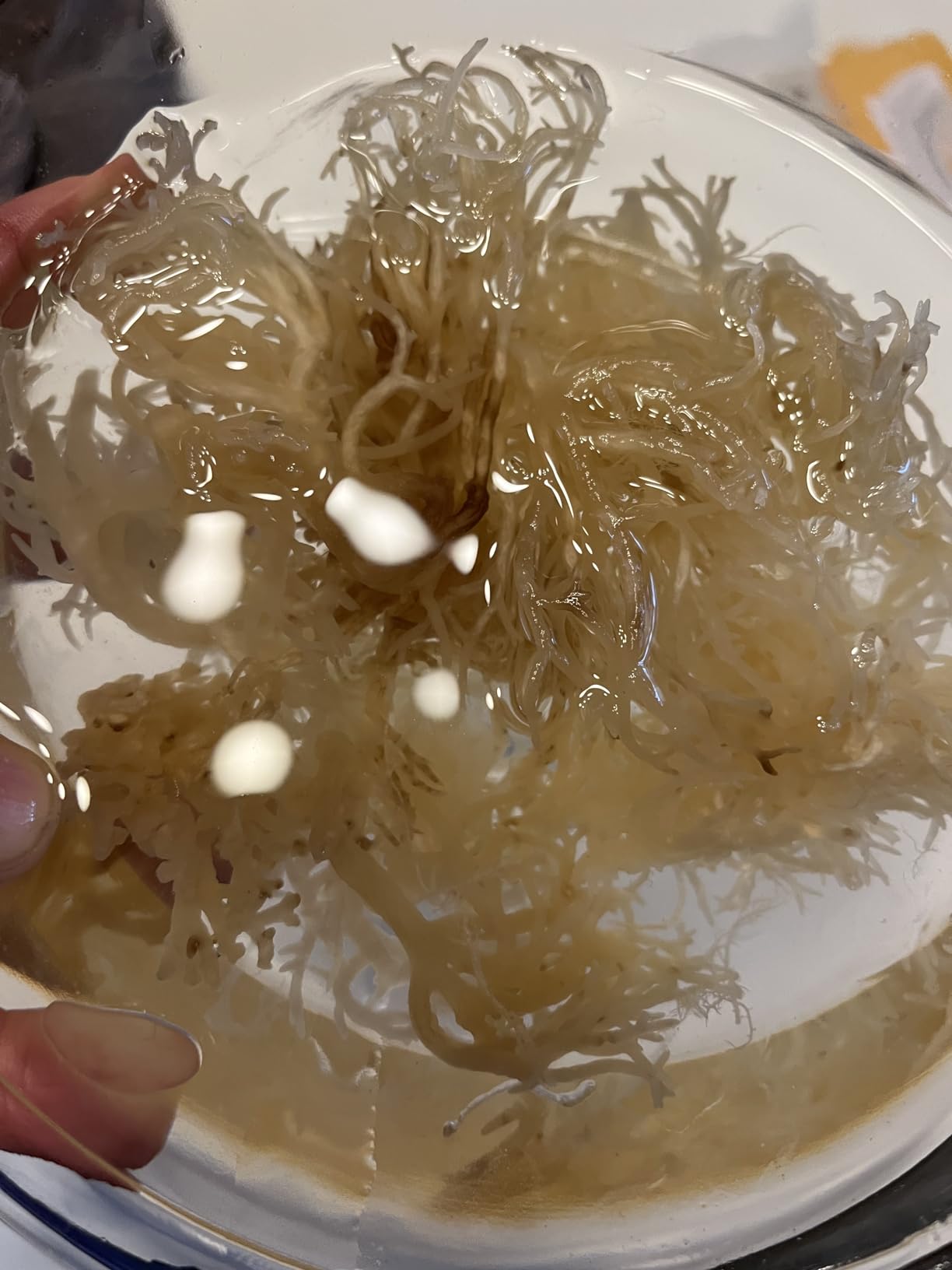TrueSeaMoss Raw Irish Sea Moss - Wildcrafted Sun-Dried Seaweed for Homemade Gel - 16oz (1 lb) Makes Up to 200oz Gel - Atlantic Harvested customer photo 2