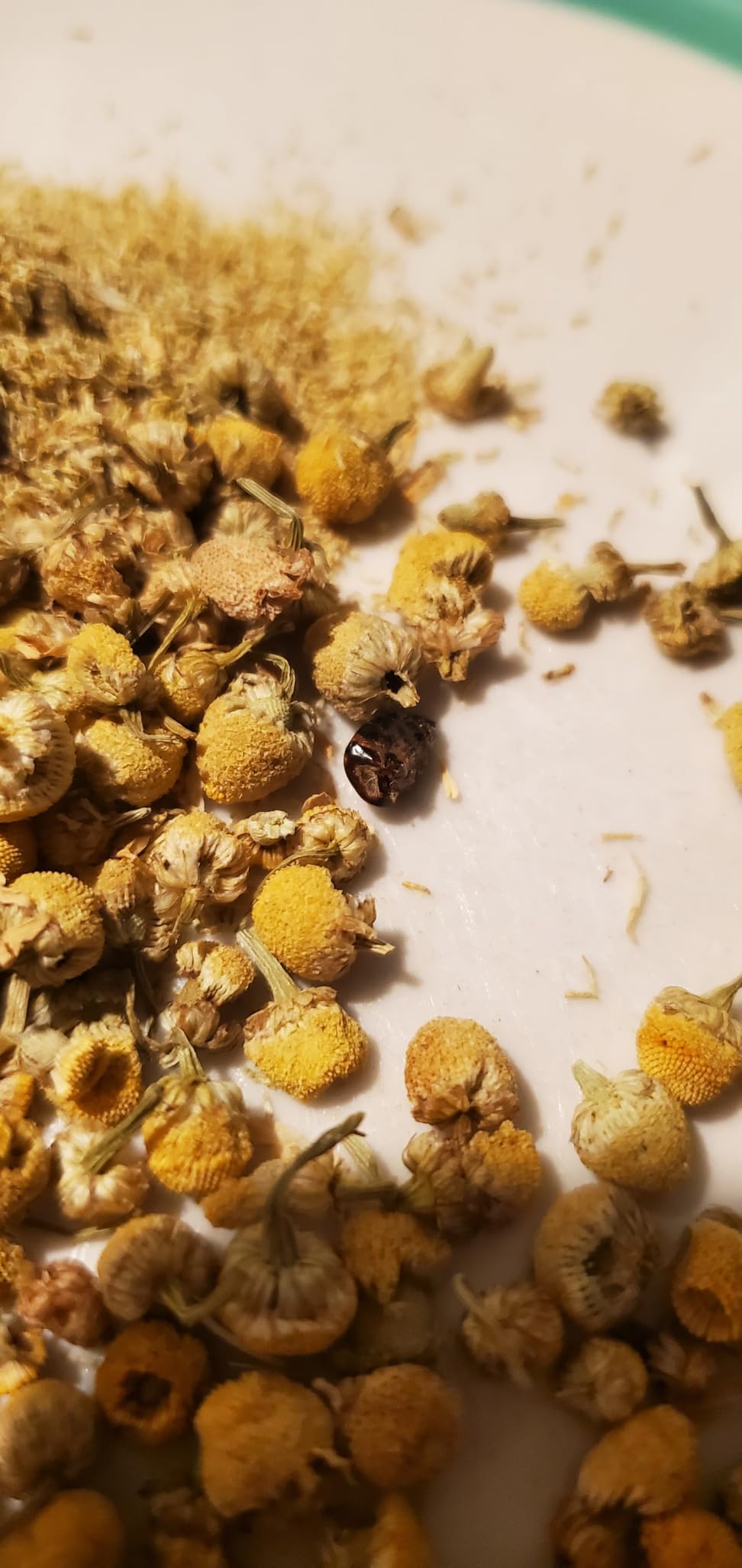Frontier Co-op Organic Chamomile Flowers, Whole - 1.66oz Bag, Dried, Perfect for Organic Chamomile Tea, Skincare Uses and More, Kosher customer photo 2