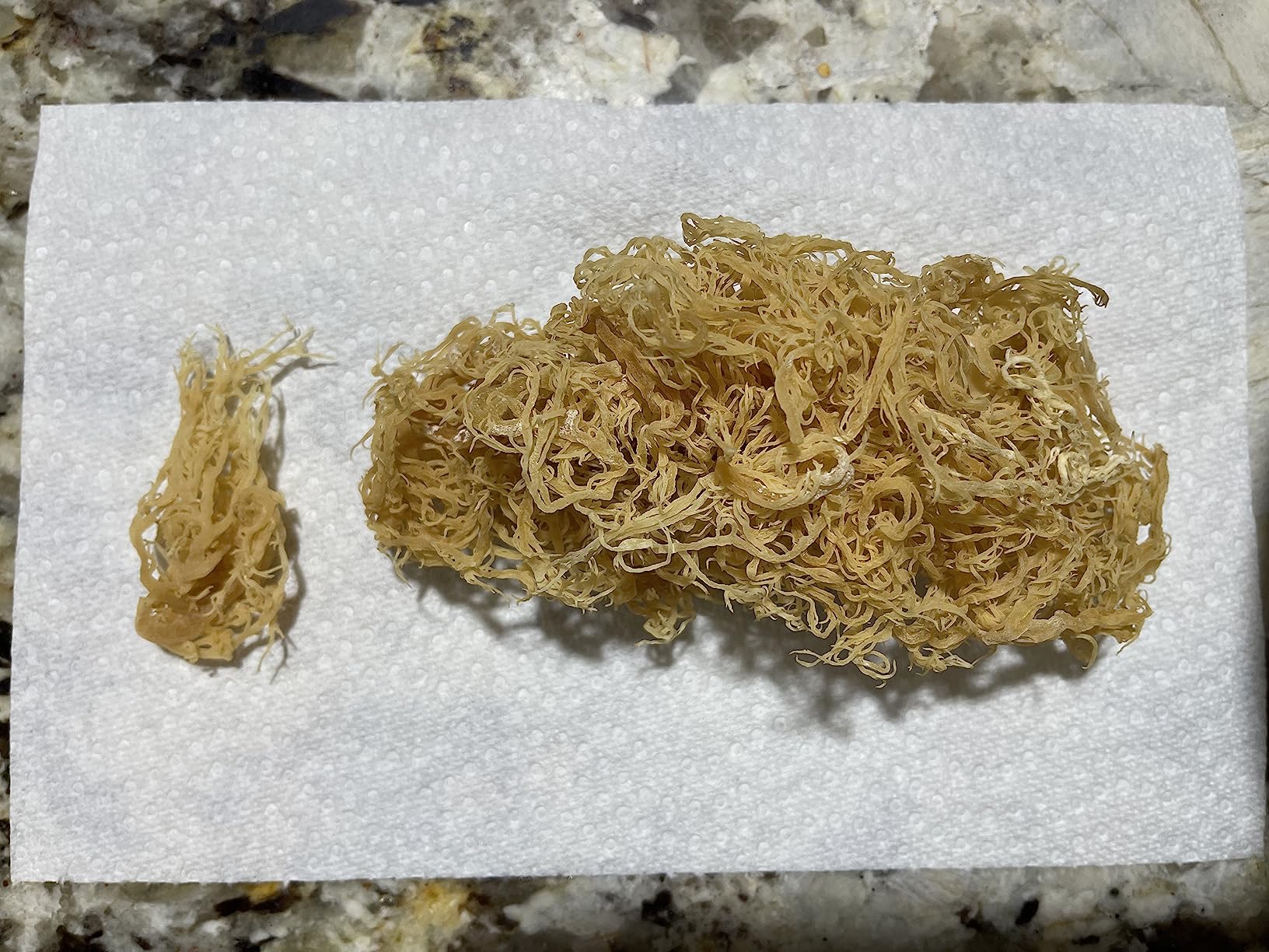 Sea Moss | WILDCRAFTED | 2.5 oz that makes 64 oz of gel | Raw | Sundried | MINERAL RICH | Saint Lucia Sea Moss | GOLDEN customer photo 1