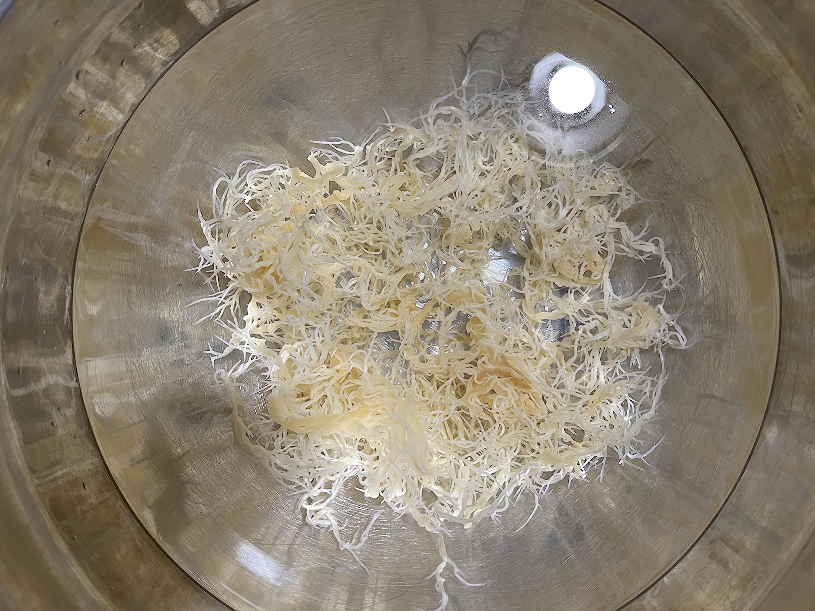 Sea Moss | WILDCRAFTED | 2.5 oz that makes 64 oz of gel | Raw | Sundried | MINERAL RICH | Saint Lucia Sea Moss | GOLDEN customer photo 2