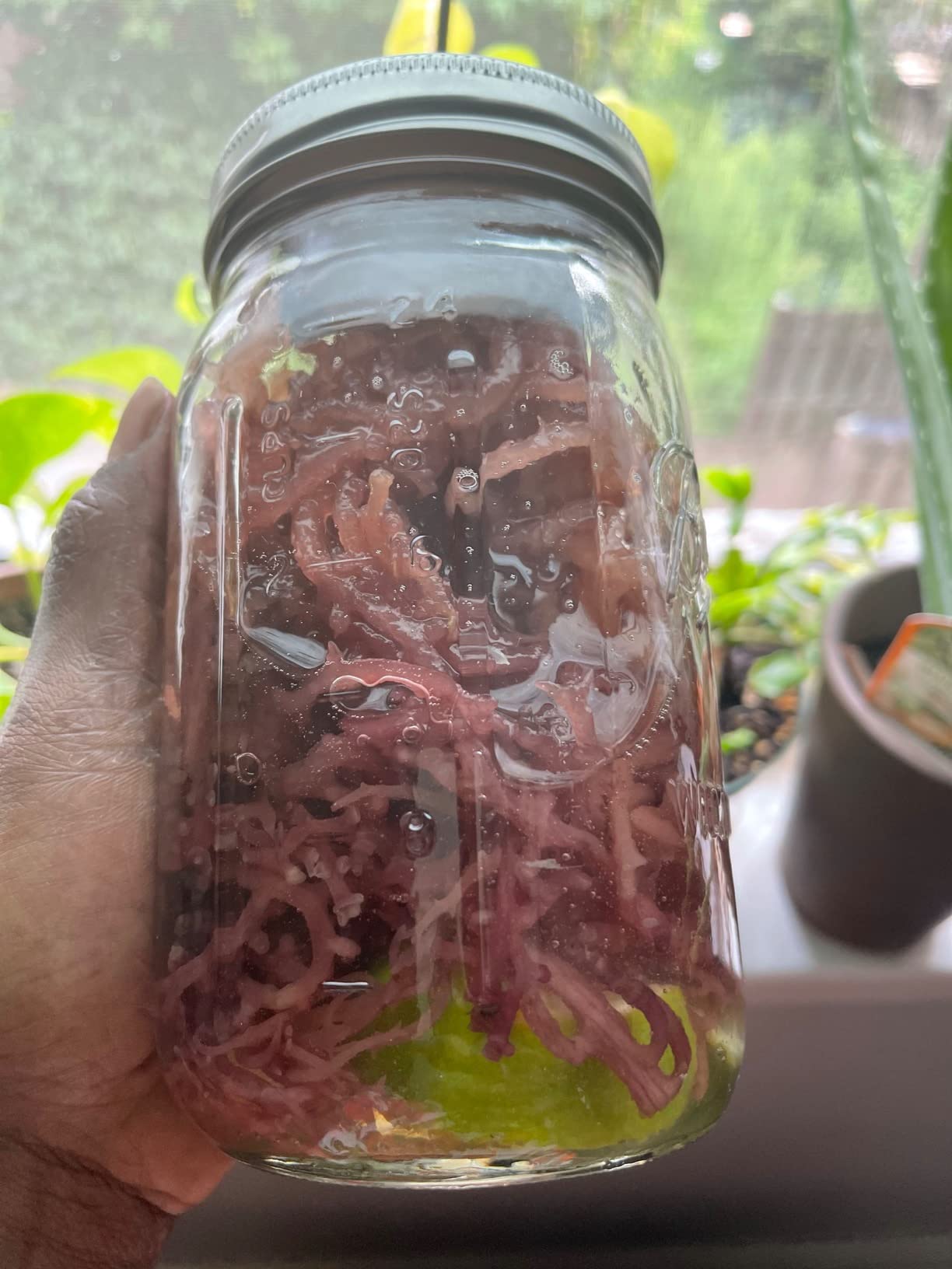 Herb To Body Purple Sea Moss - 4oz, Purple Sea Moss, Gold, 100% Wildcrafted from Saint Lucia Raw and Dried, Vegan Superfood with 90+ Minerals, Non-GMO customer photo 1