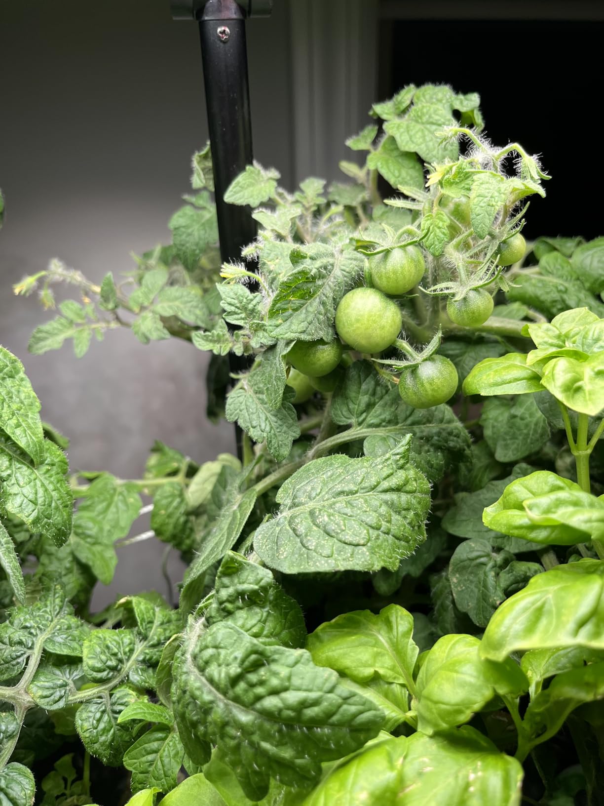 Ahopegarden Indoor Garden Hydroponics Growing System: 10 Pods Kit with LED | Plant Germination Kit Herb Vegetable Growth Lamp Countertop, Hydroponic Planter Grower Harvest Lettuce for Healthy Home Cooks customer photo 1