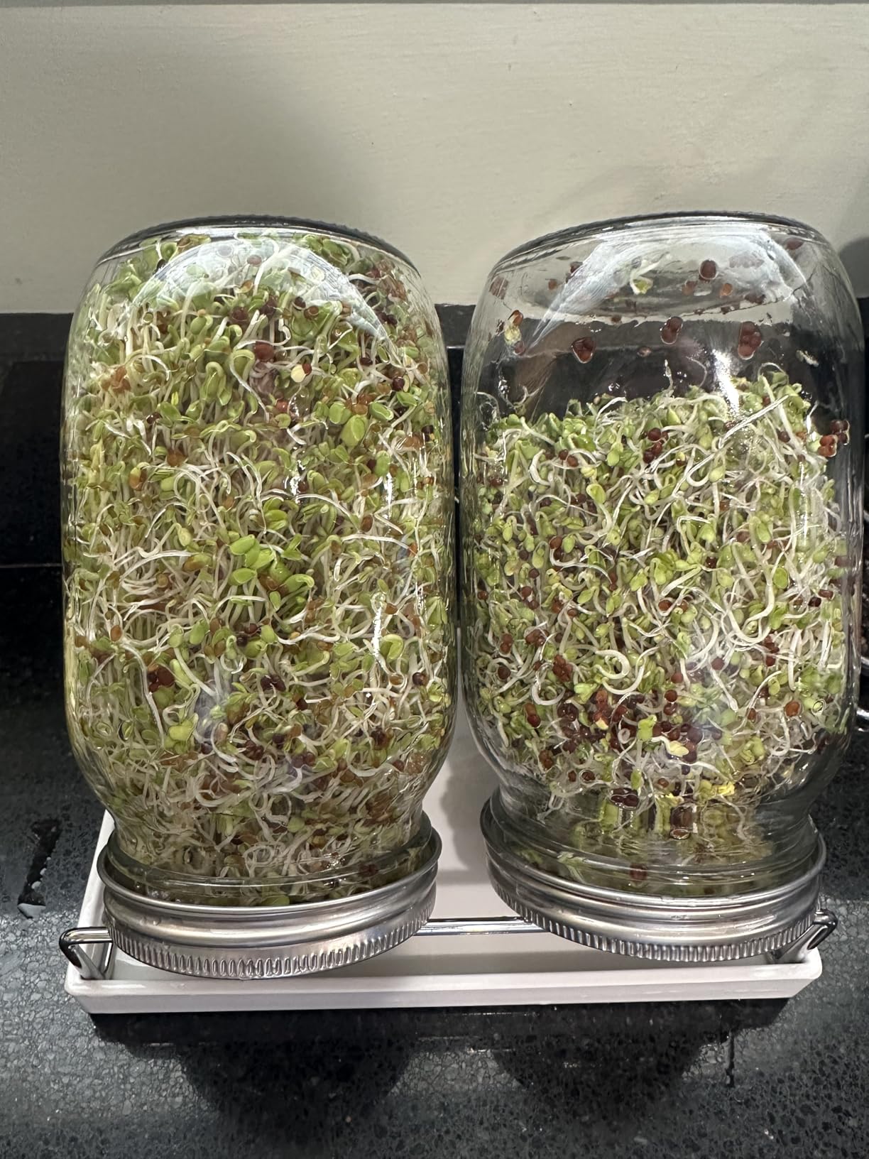 Premium Sprouting Jar Kit, 2Pack Wide Mouth Mason Jars with Mesh Sprouting Lids, Blackout Sleeves, Stand and Drip Tray, Professional Seed Sprouting Kit for Mung Bean, Broccoli Sprout Growing customer photo 1