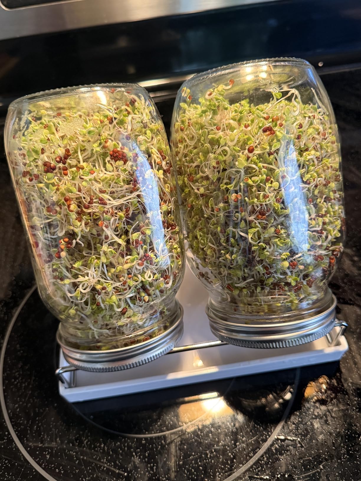 Premium Sprouting Jar Kit, 2Pack Wide Mouth Mason Jars with Mesh Sprouting Lids, Blackout Sleeves, Stand and Drip Tray, Professional Seed Sprouting Kit for Mung Bean, Broccoli Sprout Growing customer photo 2