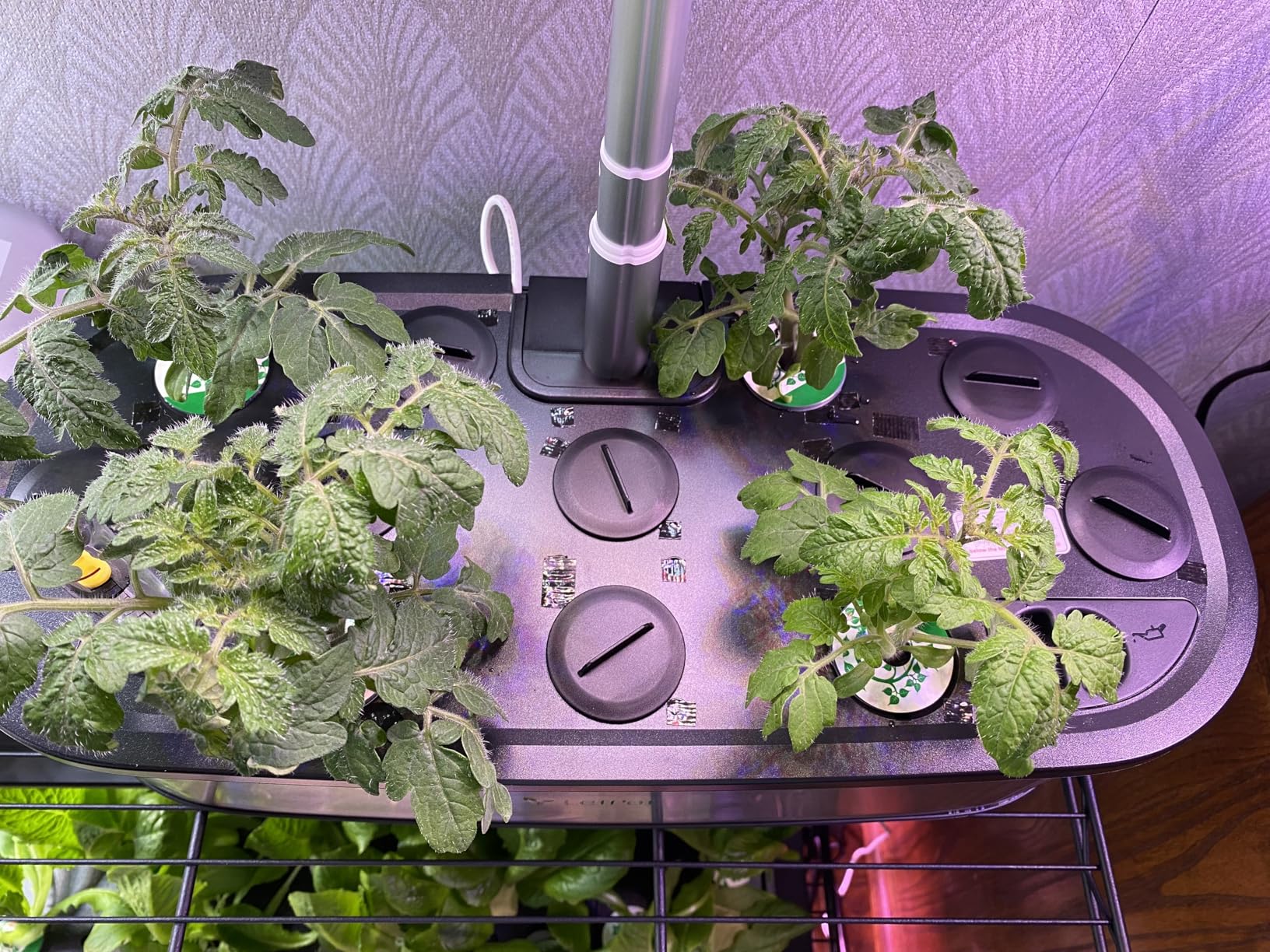LETPOT LPH-SE Hydroponics Growing System, 12 Pods Smart Herb Garden Kit Indoor, Indoor Garden, APP & WiFi Controlled, with 24W Growing LED, 5.5L Water Tank, Pump System, Automatic Timer | APP & WiFi Controlled, 24W Growing LED, 5.5L Water Tank, Pump System, Automatic Timer customer photo 1