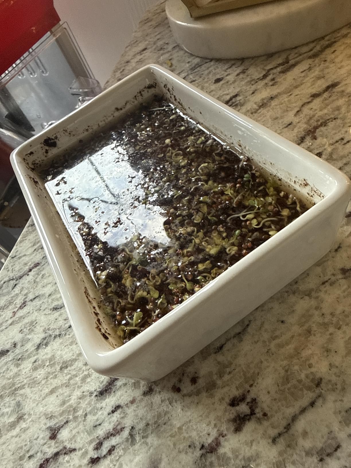Back to the Roots Organic Microgreens Grow Kit with Ceramic Planter, Expandable Soil, Organic Seeds, and Germination Lid customer photo 2
