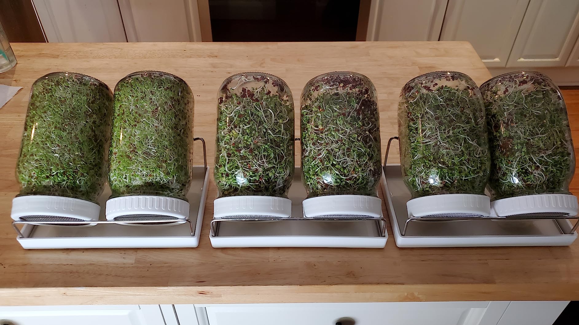 Complete Sprouting Jar Kit | 2 Wide Mouth Mason Jars, 316 Screen Sprout Lids, Blackout Sleeves, Tray, Stand| Sprouter Set for Growing Broccoli, Alfalfa and More - Seeds not Included customer photo 1