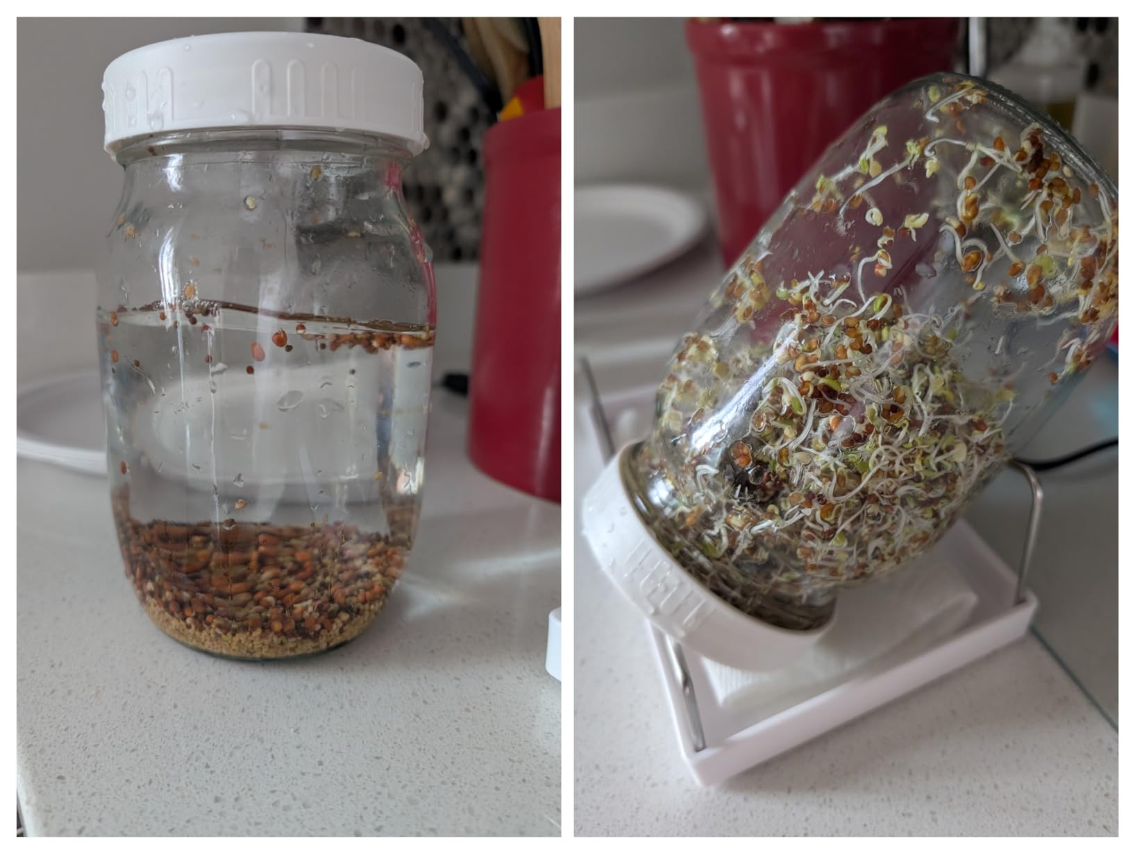 Complete Sprouting Jar Kit | 2 Wide Mouth Mason Jars, 316 Screen Sprout Lids, Blackout Sleeves, Tray, Stand| Sprouter Set for Growing Broccoli, Alfalfa and More - Seeds not Included customer photo 2
