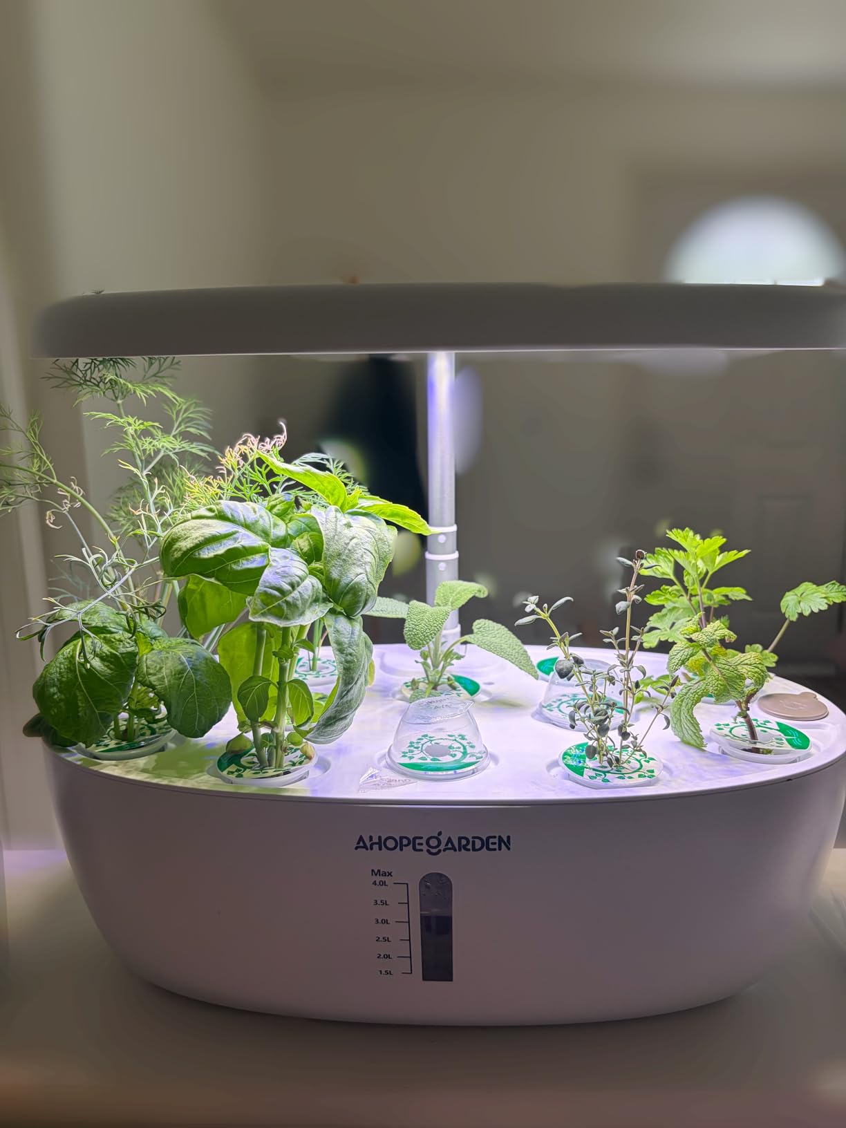 Ahopegarden Hydroponics Growing System: 12 Pods Indoor Herb Garden with LED | Plant Germination Kit with LED Grow Light, Countertop Herb Garden, Hydrophonic Planter Grower Harvest Vegetables Lettuce customer photo 2