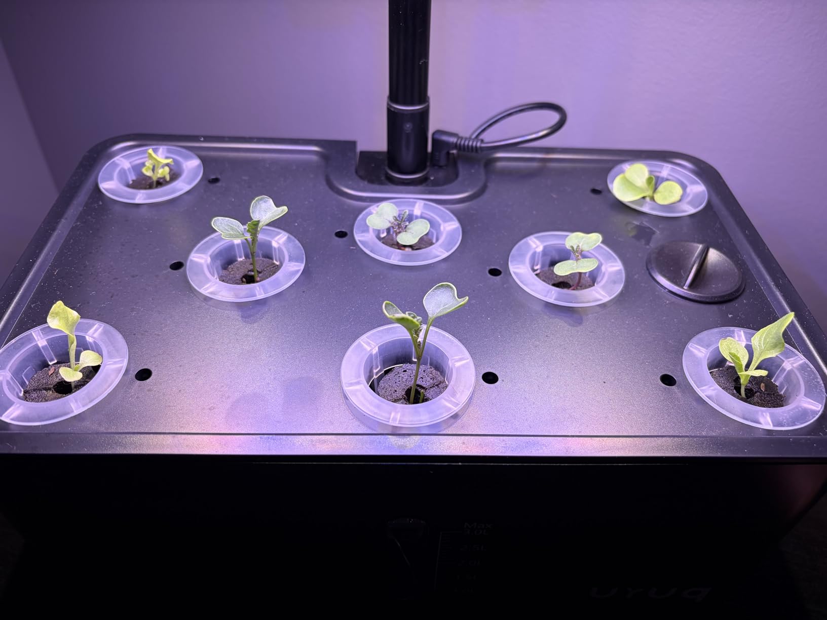 URUQ 8 Pods Hydroponics Growing System with LED Grow Light - White | Quiet Water Pump, Automatic Timer, Adjustable Height for Fresh Herbs, Vegetables, Indoor Gardening, Gifts for Plant Lovers customer photo 2