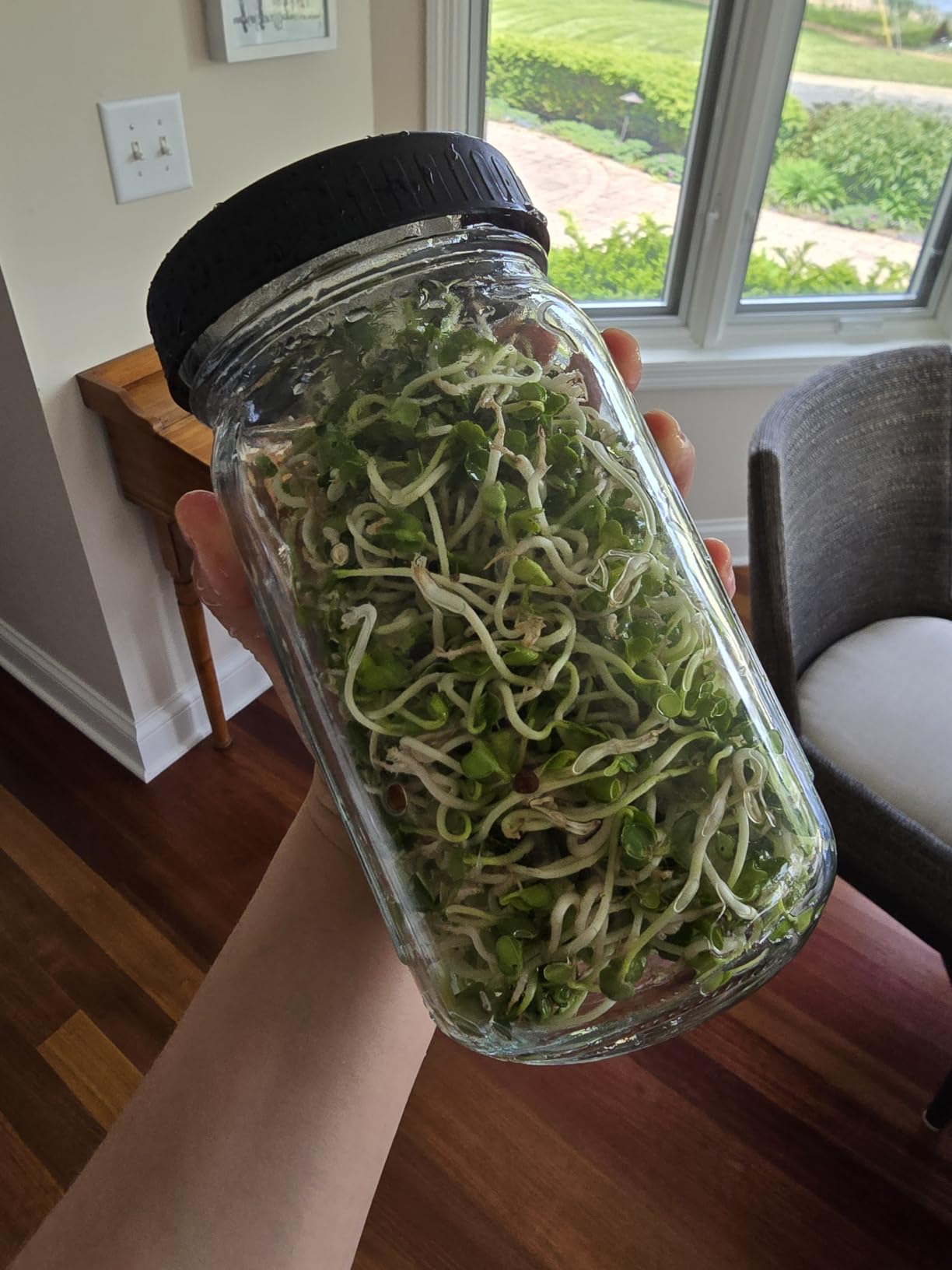Kitmiido Organic Seed Sprouting Jar Kit - 2 x 32 oz Wide-Mouth Mason Jars with Stainless-Steel Sprouter Lids & Stand, Blackout Sleeves, Drain Tray - Grow Broccoli, Alfalfa & Bean Microgreens customer photo 1