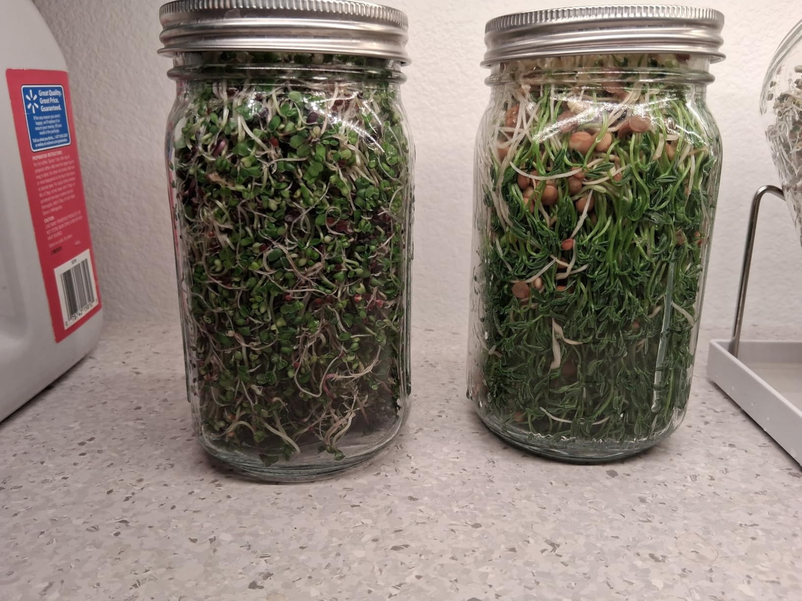 Kitmiido Organic Seed Sprouting Jar Kit - 2 x 32 oz Wide-Mouth Mason Jars with Stainless-Steel Sprouter Lids & Stand, Blackout Sleeves, Drain Tray - Grow Broccoli, Alfalfa & Bean Microgreens customer photo 2