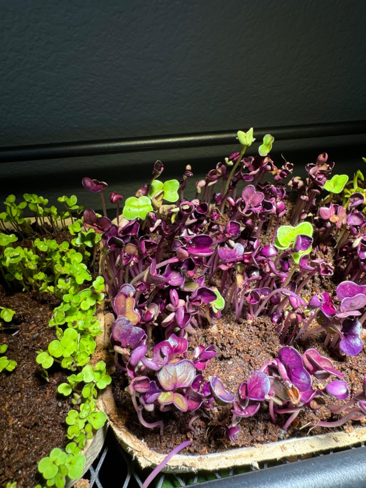 ZESTIGREENS Microgreens Growing Kit, 6-Grow Variety Pack with Most Popular & Colorful Microgreens Varieties customer photo 1