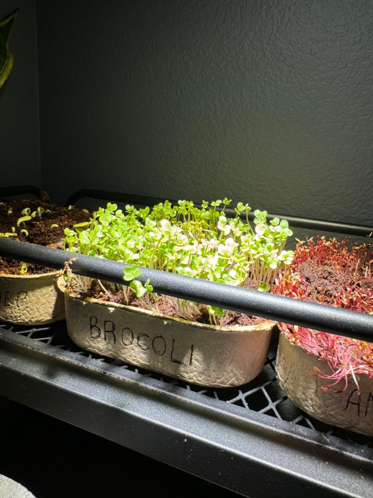 ZESTIGREENS Microgreens Growing Kit, 6-Grow Variety Pack with Most Popular & Colorful Microgreens Varieties customer photo 2