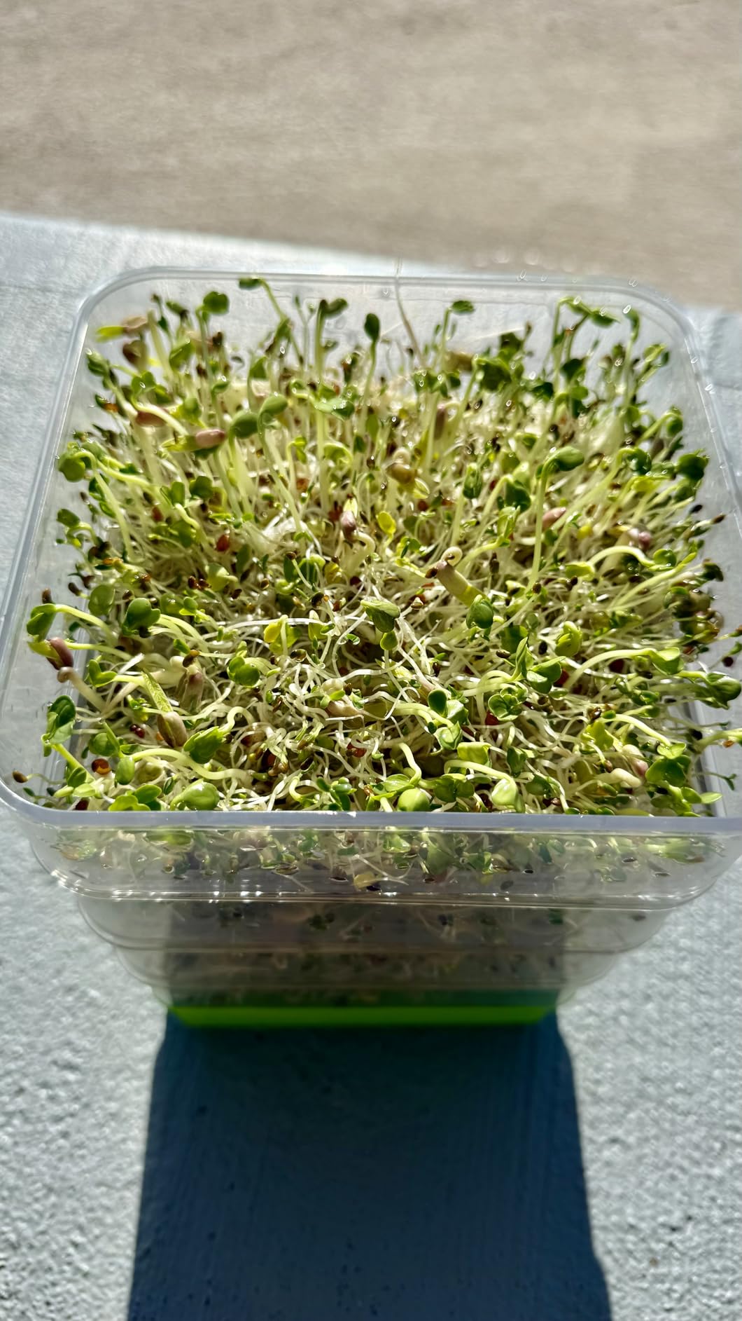 4-Tier Seed Sprouting Kit with Drain Holes and Drain Tray, Upgrade Stackable Microgreens Fresh Organic Bean Seed Sprouter Tray Ripple Soil-Free Sprouter Tray for Beans Alfalfa Seeds customer photo 1