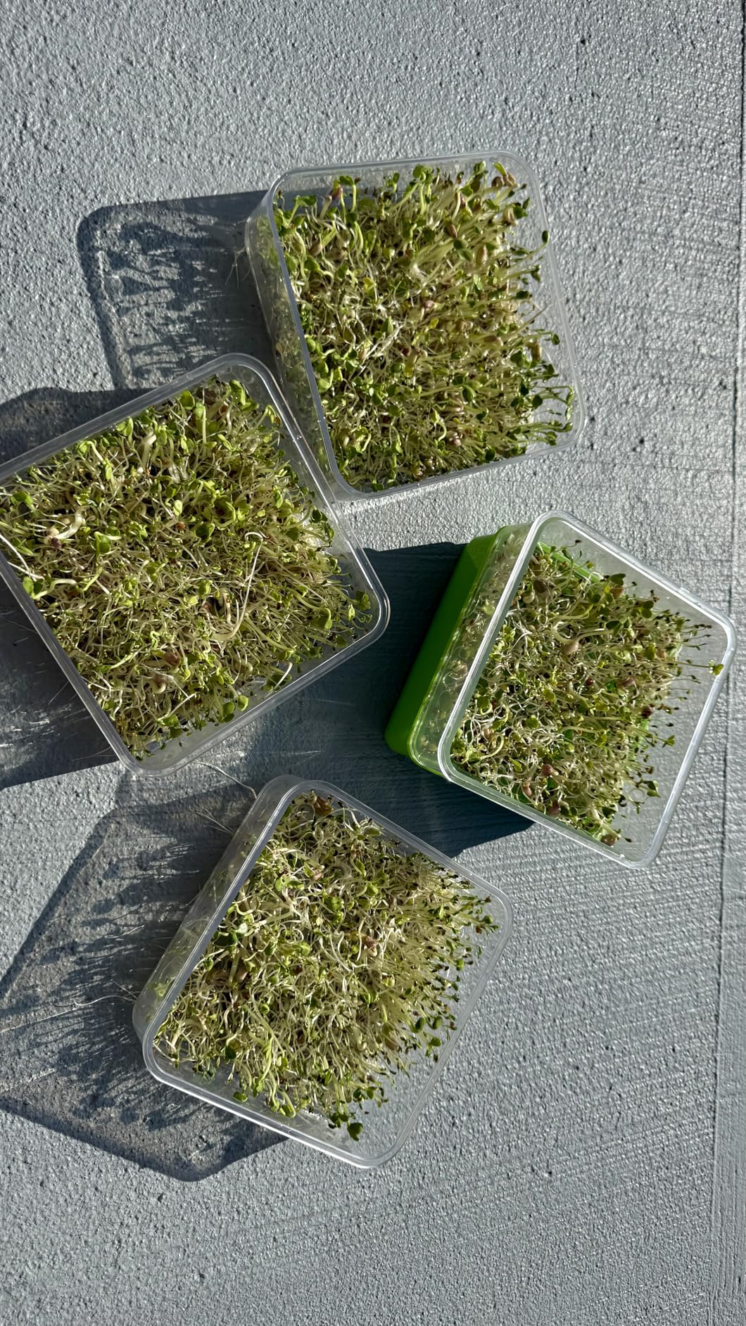 4-Tier Seed Sprouting Kit with Drain Holes and Drain Tray, Upgrade Stackable Microgreens Fresh Organic Bean Seed Sprouter Tray Ripple Soil-Free Sprouter Tray for Beans Alfalfa Seeds customer photo 2