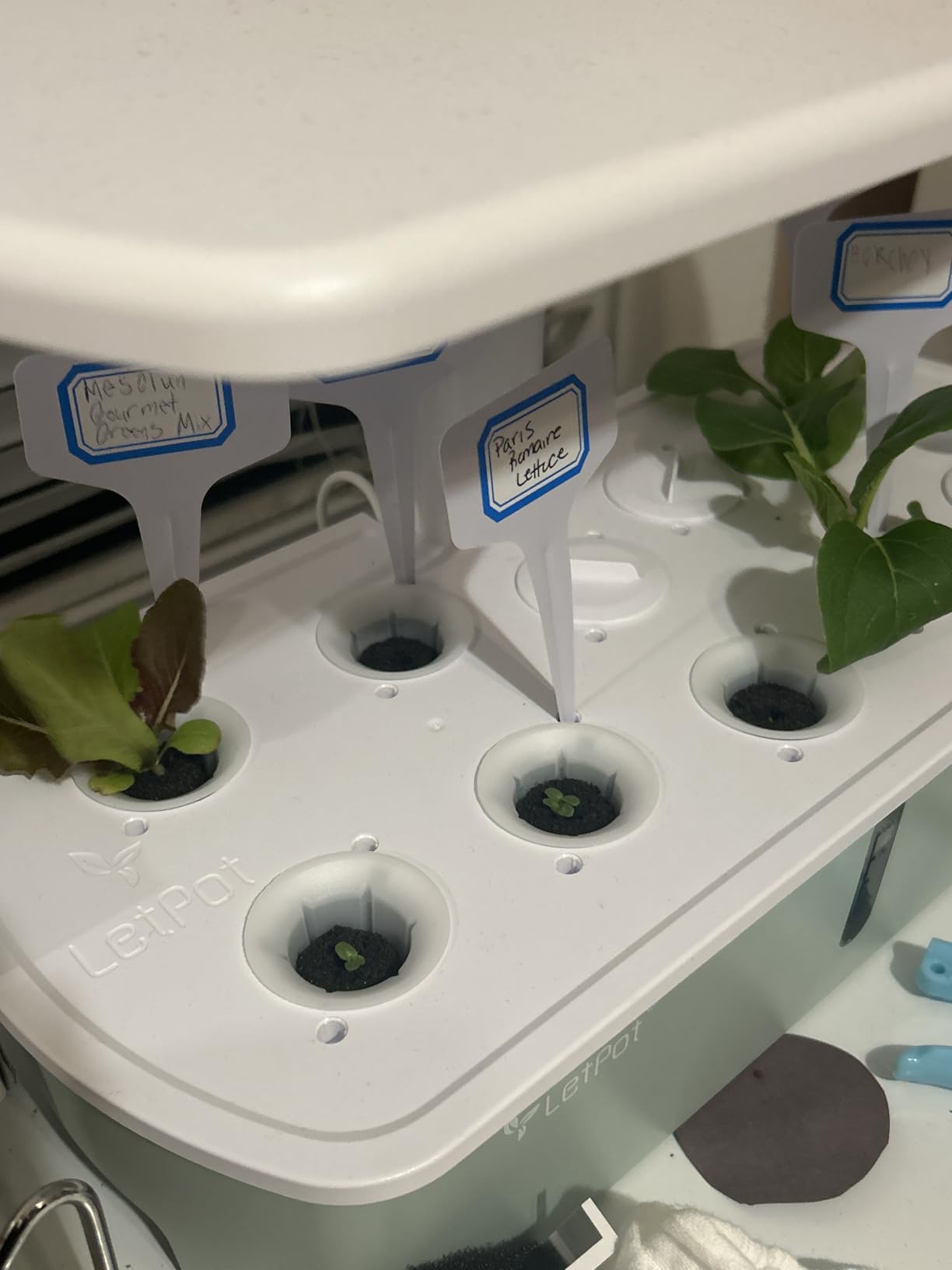 LetPot LPH-Air Hydroponics Growing System Kits, APP & WiFi Controlled Smart Indoor Garden with Adjustable 24W Grow Light Full Spectrum, 10 Pods Planter Indoor Gardening for Gifts, Kitchen, Vegetable | APP & WiFi Controlled, Adjustable 24W Grow Light Full Spectrum, Indoor Gardening for Gifts, Kitchen, Vegetable customer photo 2