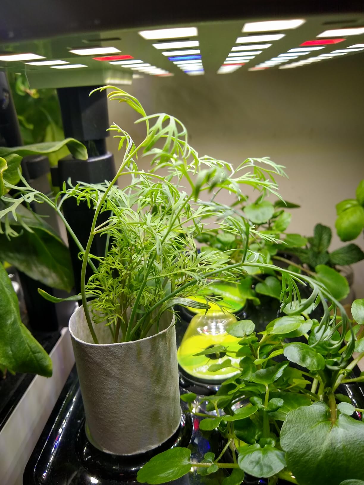 AeroGarden Harvest Lite, Soil-Free Indoor Hydroponic Garden with LED Grow Light customer photo 1