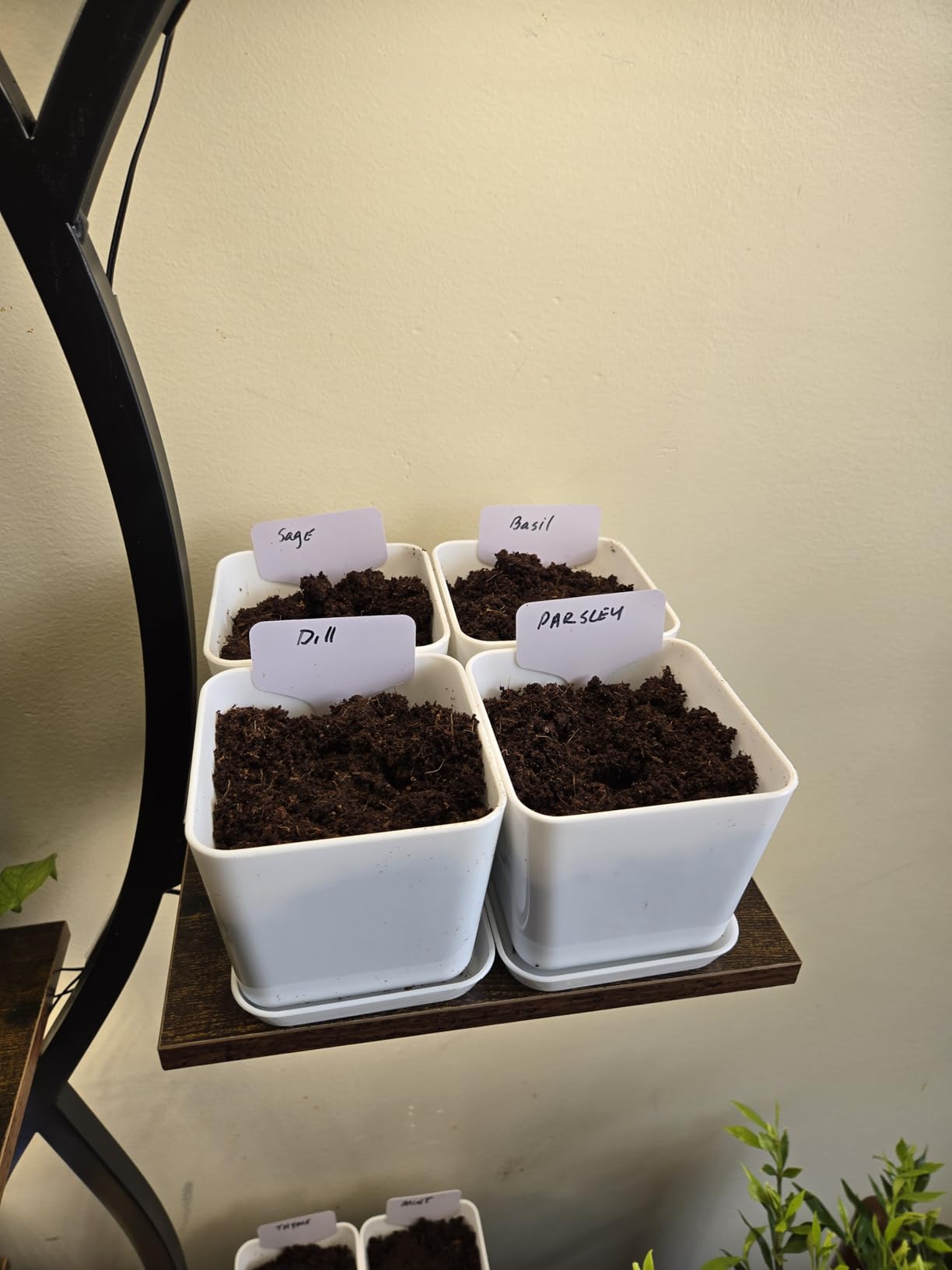 Indoor Herb Garden Kit - 10 Non-GMO Herb Seeds with Soil, Pots & Moisture Meter - Easy Windowsill Gardening Starter Set customer photo 1