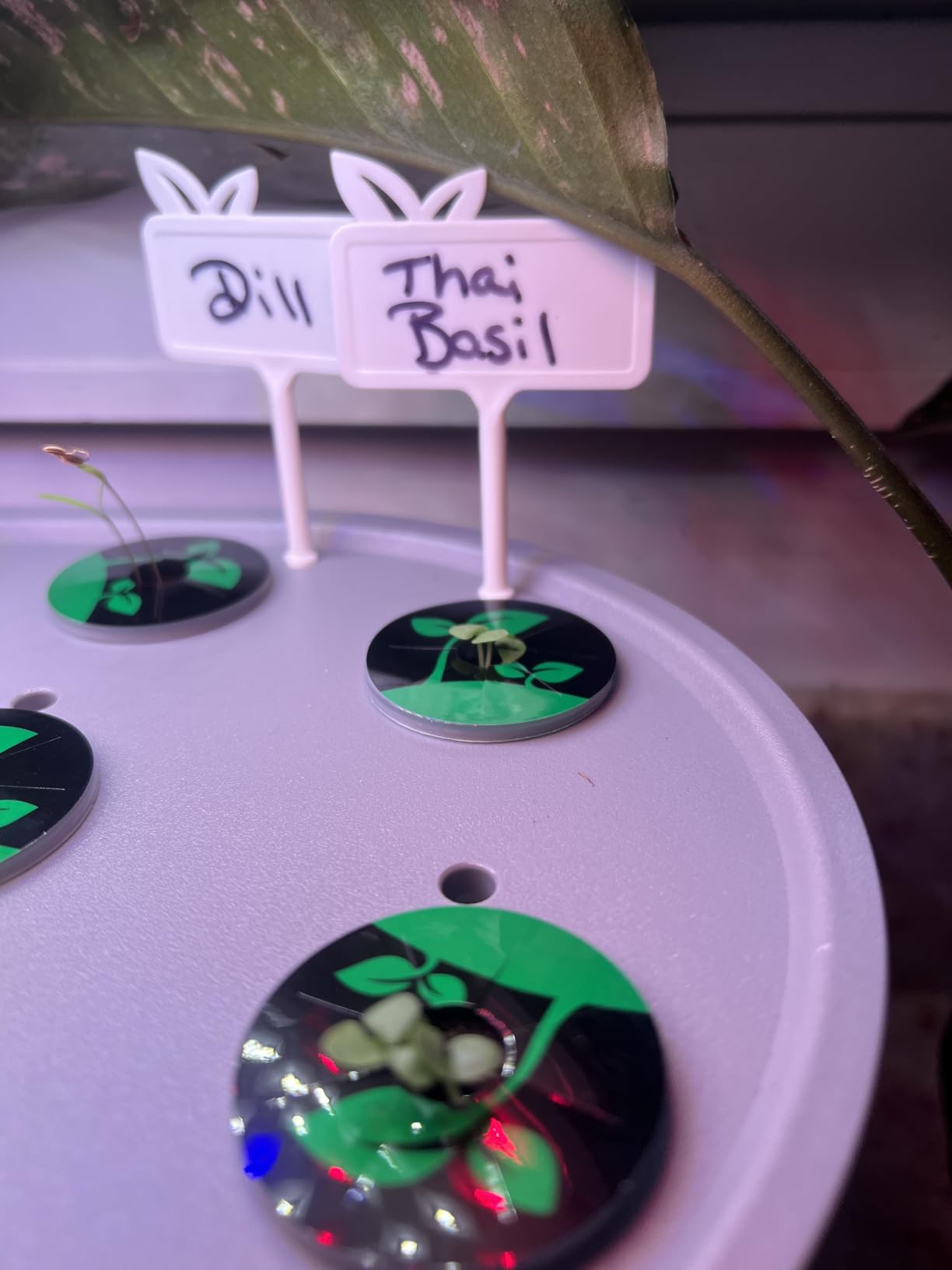 Growell Hydroponics Growing System Kit, 16 Pods Indoor Garden with 28W Full Spectrum LED Grow Light customer photo 2