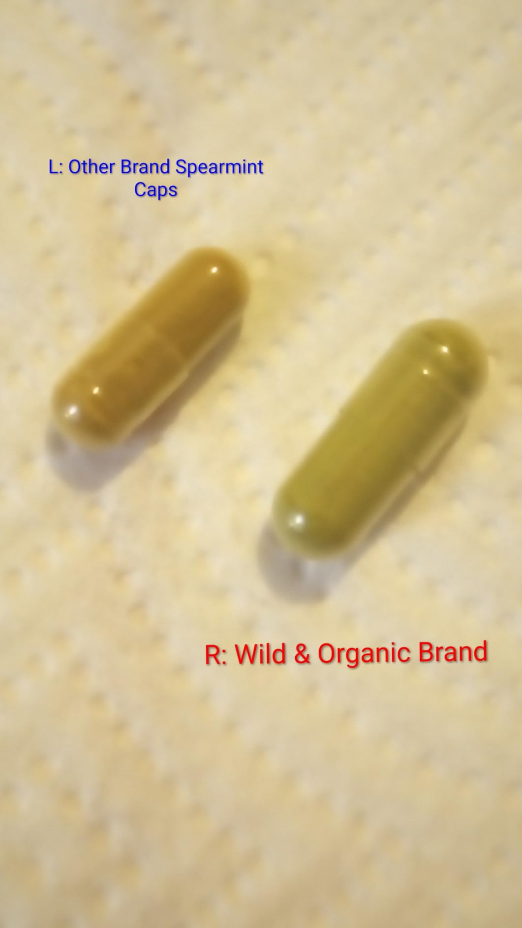Wild & Organic Spearmint Capsules - Digestive & Women's Support - 1000 mg Spearmint Supplement - 45 Days of Supply - 90 Leaves Extract Capsules - Vegan, Non-GMO, Gluten-Free, No Fillers customer photo 1