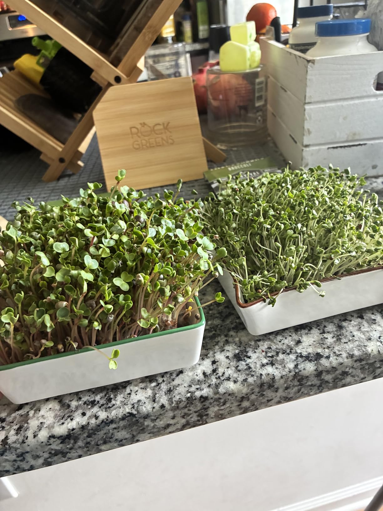 Microgreens Growing Kit. Easy-To-Use, Self-Watering. Includes Two Specially Designed Color-Coded Ceramic Trays With Matching Lids to Create an Optimal Cozy Microenvironment for Seeds; Mats, and a Tray customer photo 1