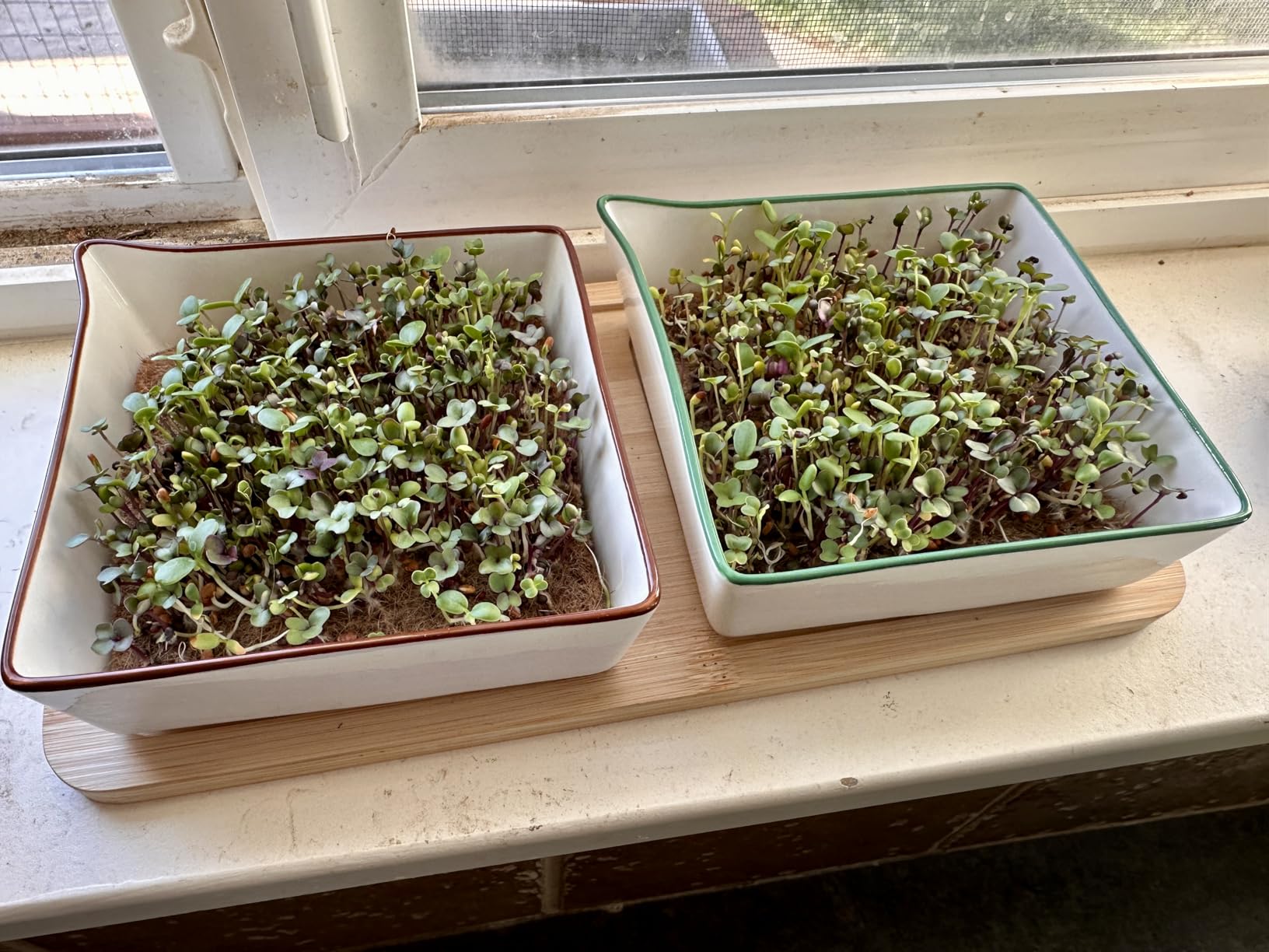 Microgreens Growing Kit. Easy-To-Use, Self-Watering. Includes Two Specially Designed Color-Coded Ceramic Trays With Matching Lids to Create an Optimal Cozy Microenvironment for Seeds; Mats, and a Tray customer photo 2