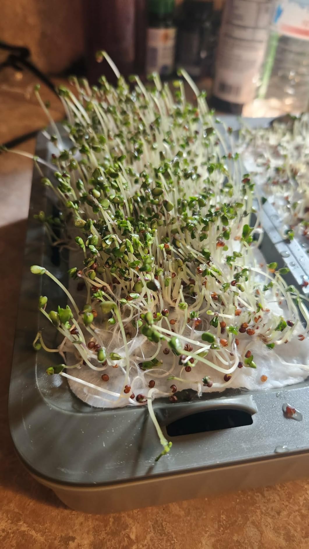 Self-Watering Microgreens Growing Kit with 20 Capillary Grow Mats and Humidity Domes, 4 Trays for Growing Multiple Micro Greens and Sprouts, Hydroponic Growing System with Water Level Indicator customer photo 1