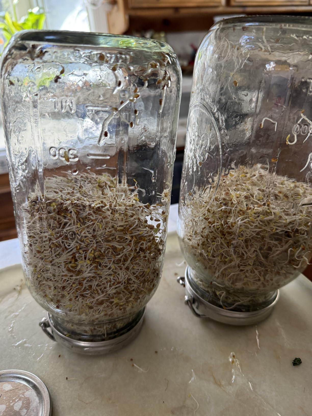 Palksky Sprouting Lids for Wide Mouth Mason Jars, 2Pack Reusable Stainless Steel Screen Bean Sprouts Growing Lid for Organic Alfalfa Broccoli Seeds Mung Bean Plant Germination Kits customer photo 1
