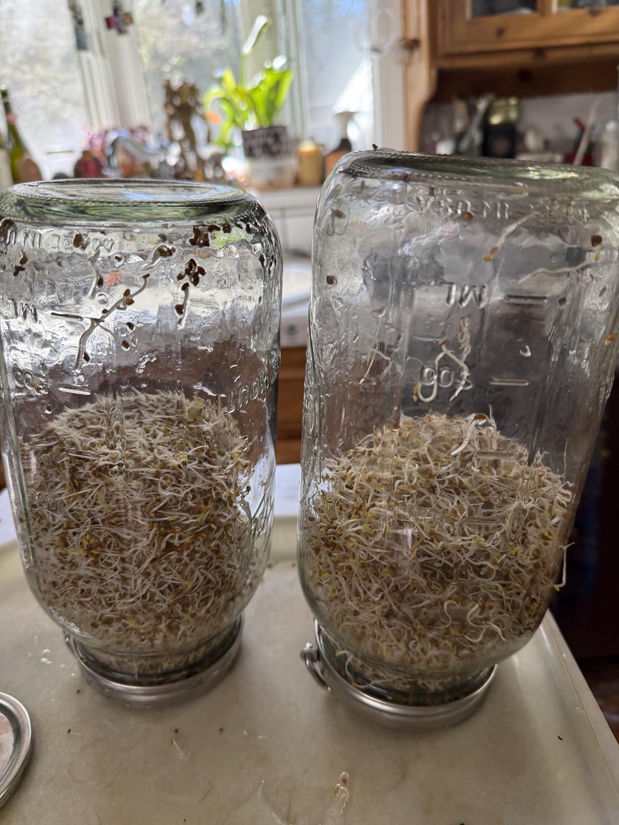 Palksky Sprouting Lids for Wide Mouth Mason Jars, 2Pack Reusable Stainless Steel Screen Bean Sprouts Growing Lid for Organic Alfalfa Broccoli Seeds Mung Bean Plant Germination Kits customer photo 2