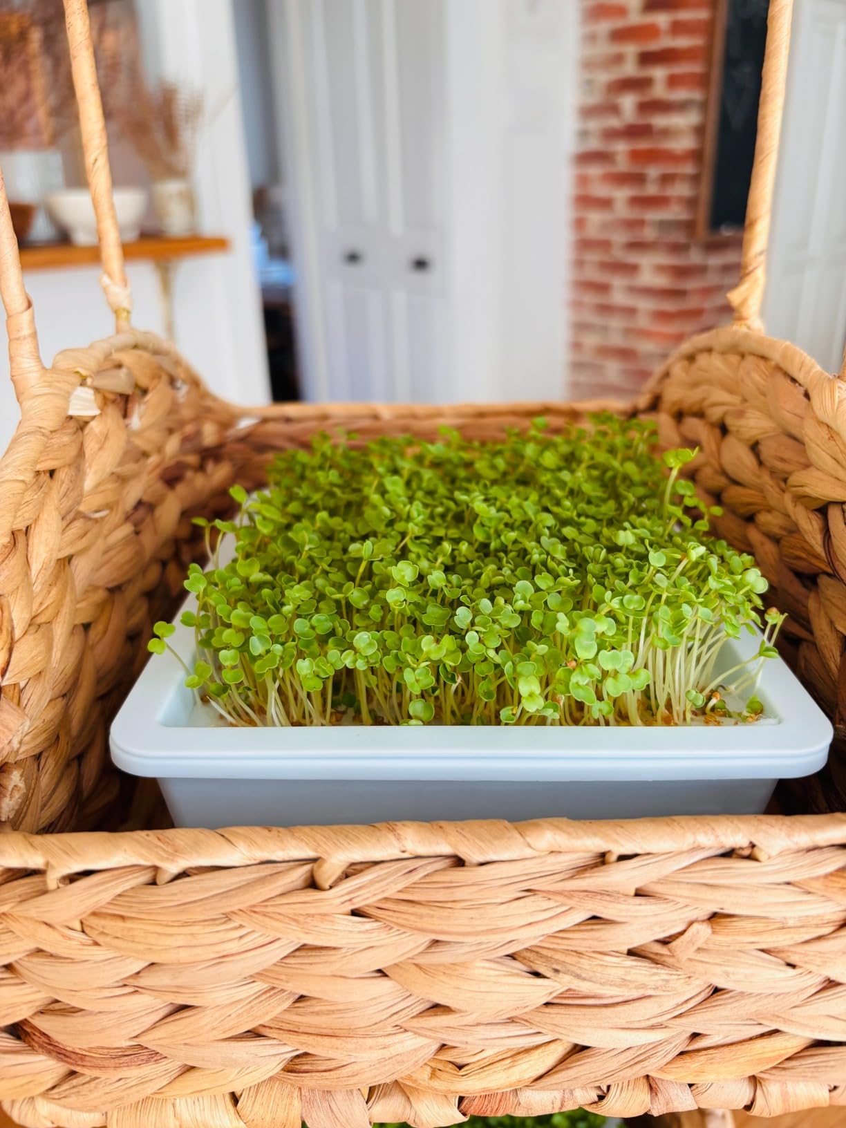 Sproutlet Self-Watering Microgreens Growing Kit - Easy Indoor Garden for Fresh Microgreens in Days - Reusable Trays, Organic Seeds & Grow Mats - No Soil, No Mess (Pearl, 1-Pack) customer photo 2