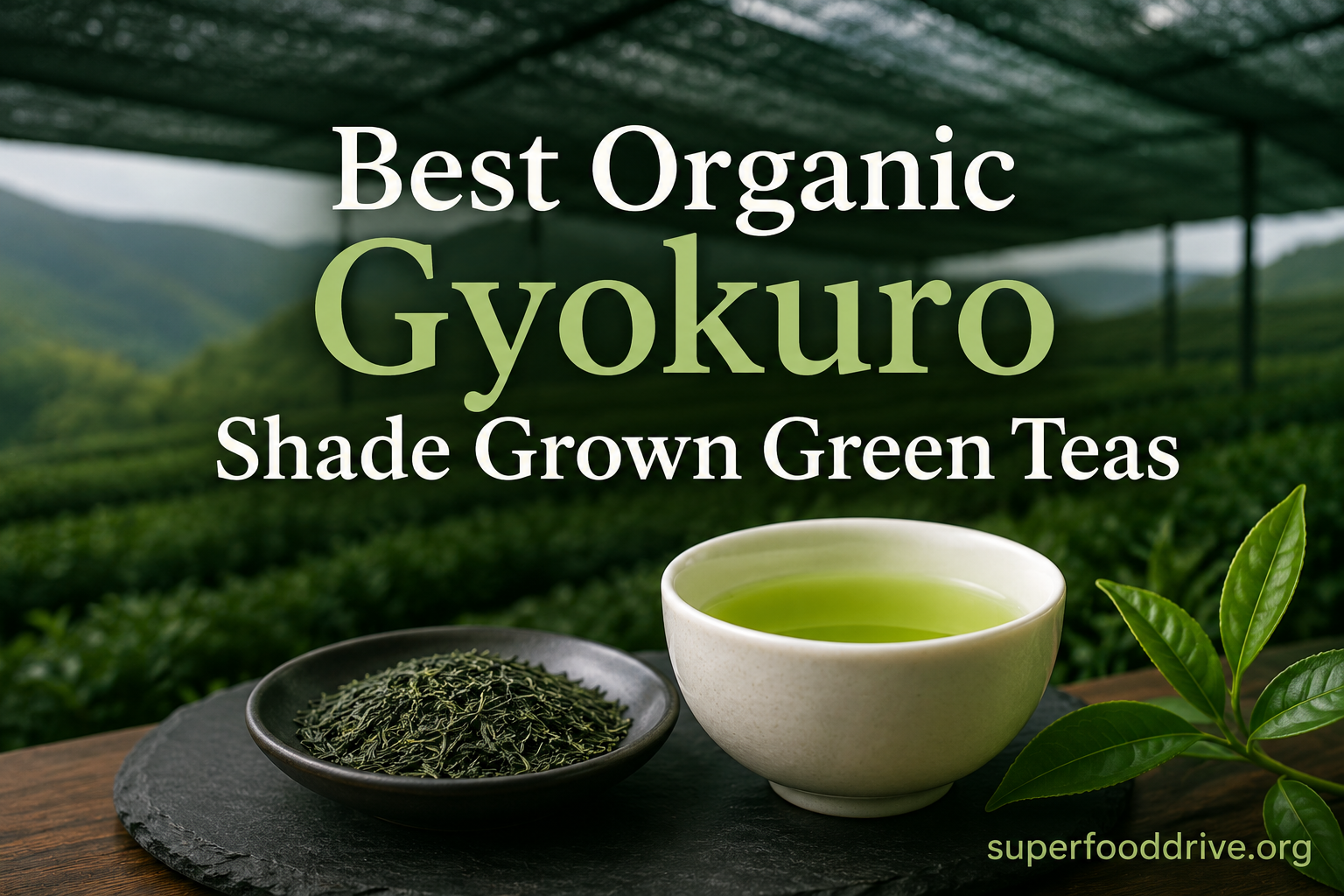 Best Organic Gyokuro Shade Grown Green Teas