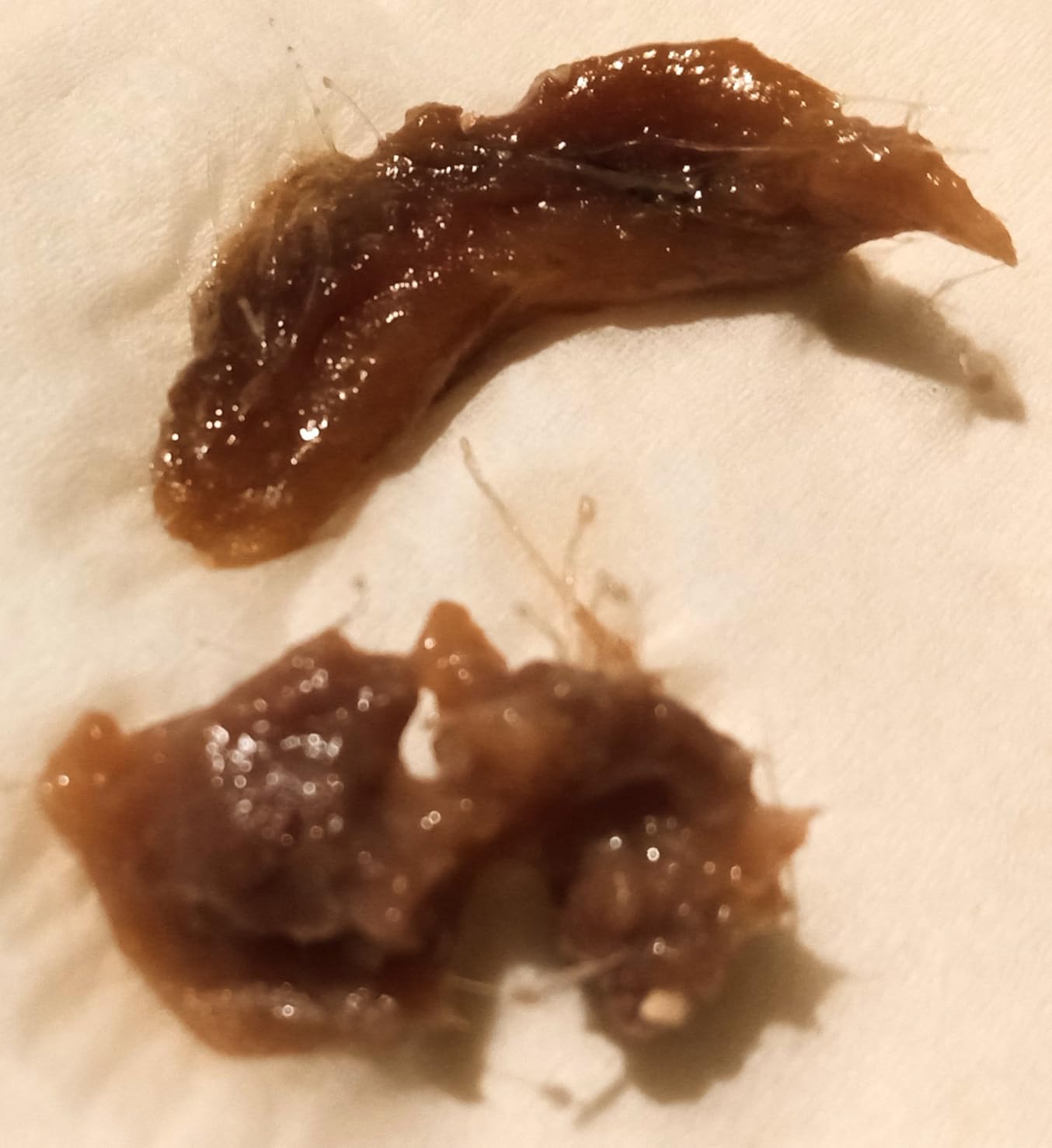 Roland Anchovies, Flat In Olive Oil, 2 oz customer photo 1