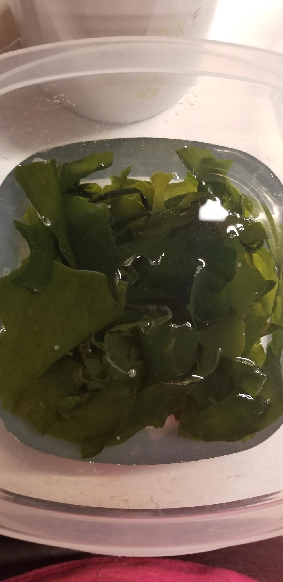 Emerald Cove Ready-to-Use Pacific Wakame, Premium Dried Seaweed, Non-GMO, Gluten Free, 1.76 oz (1 pk) customer photo 2
