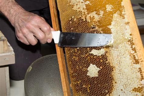 Really Raw Honey, Straight from the Hive, Never Heated or Filtered, Harvested from Small USA Family Farms, 16 Ounce customer photo 2