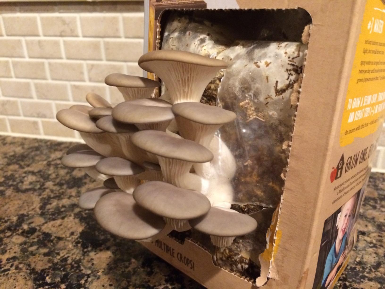 Back to the Roots Organic Oyster Mushroom Grow Kit, Harvest Gourmet Mushrooms In 10 Days customer photo 1