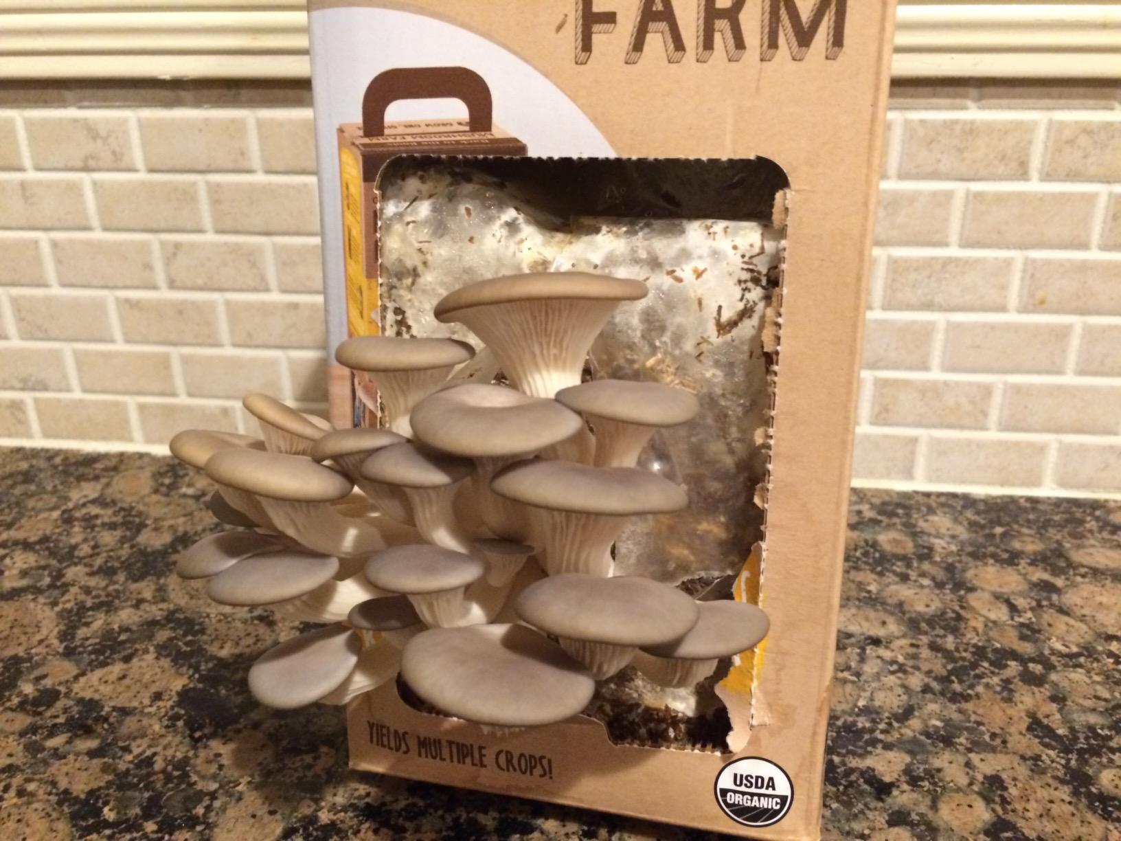 Back to the Roots Organic Oyster Mushroom Grow Kit, Harvest Gourmet Mushrooms In 10 Days customer photo 2