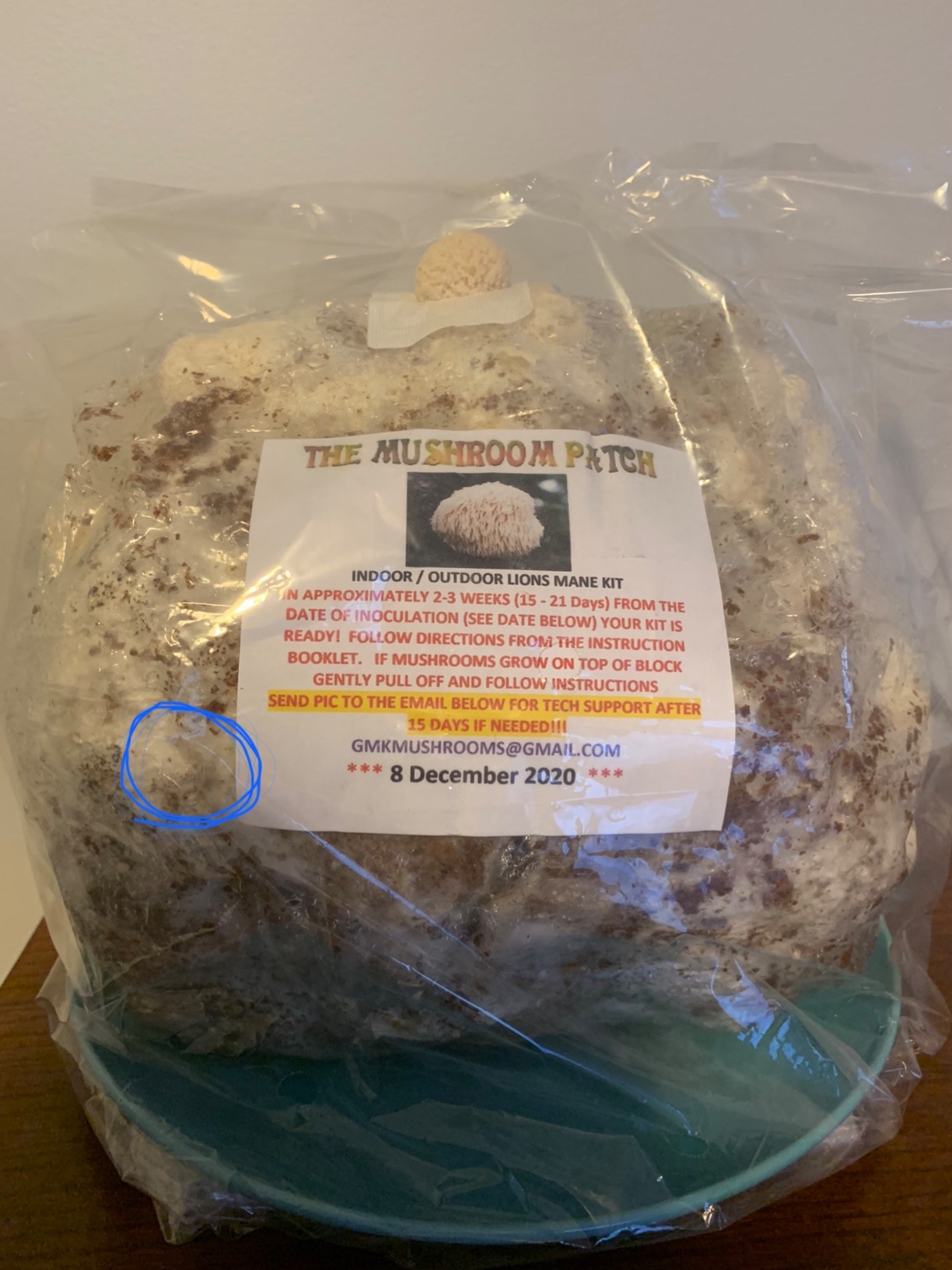 Mushroom Man LLC, Lion's Mane Mushroom Kit customer photo 1