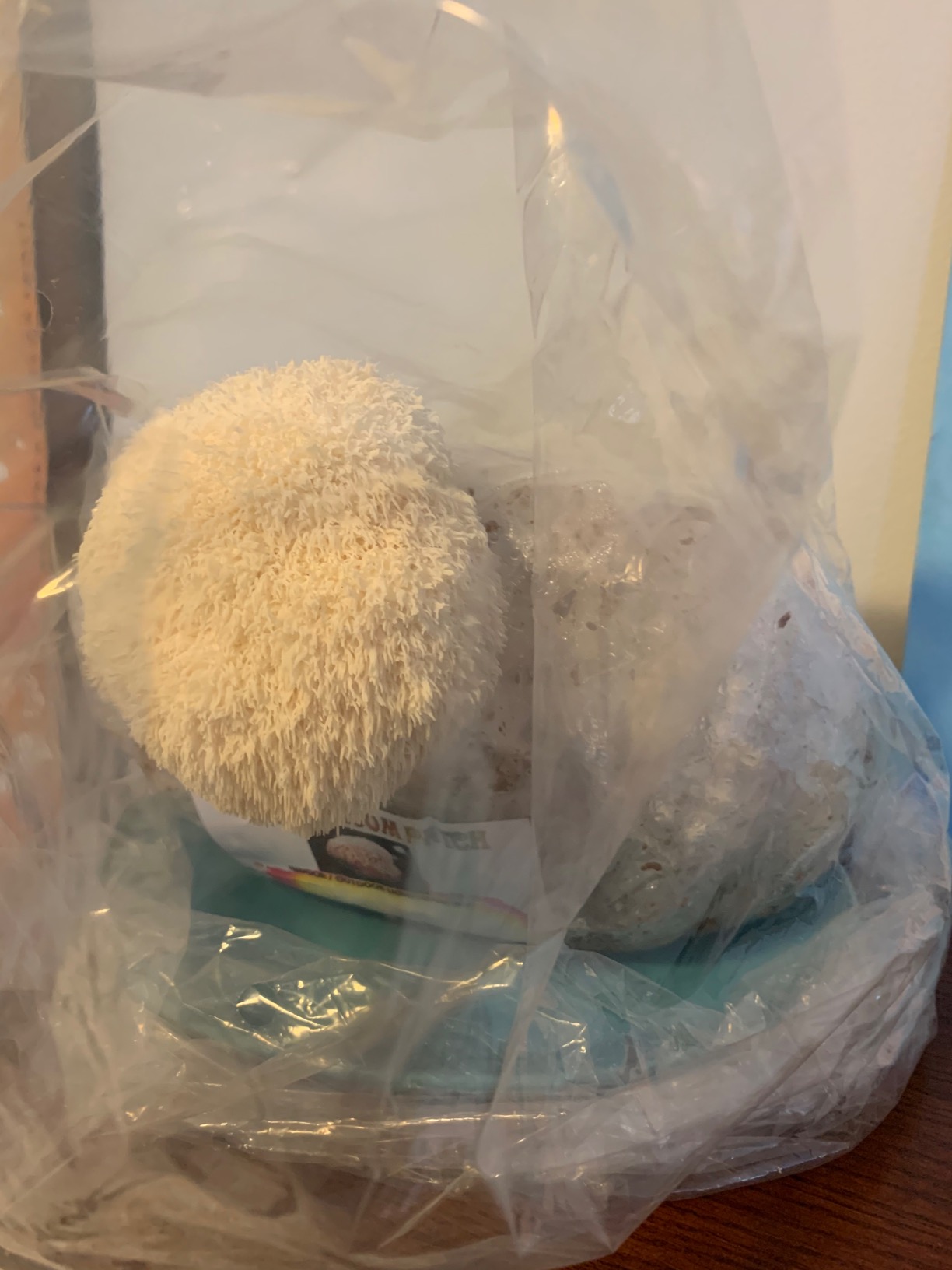Mushroom Man LLC, Lion's Mane Mushroom Kit customer photo 2
