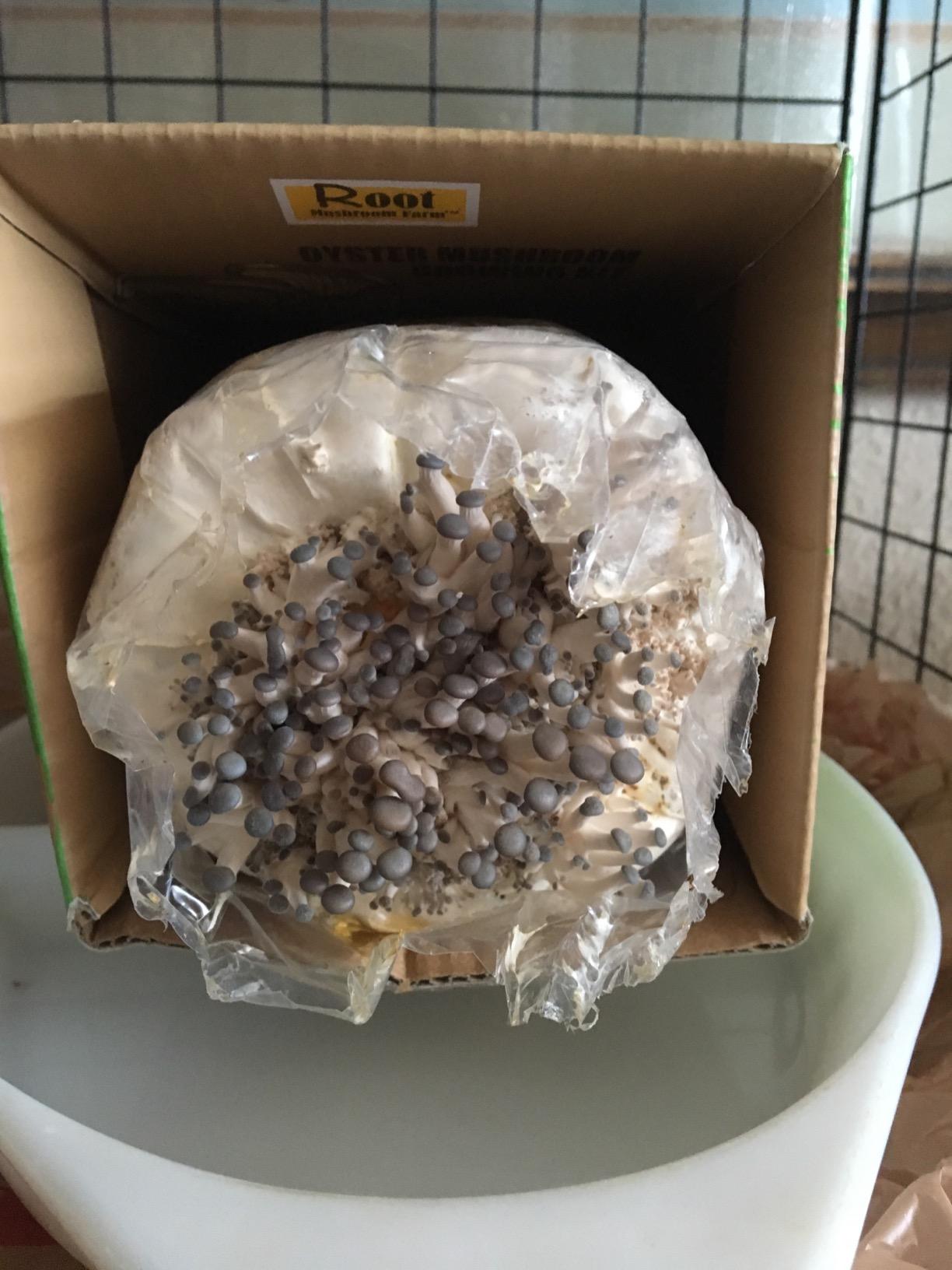 Root Mushroom Farm- Blue Oyster Mushroom Grow kit/ 3.2 pounds Log/Multiple flushes/Everything Included customer photo 1