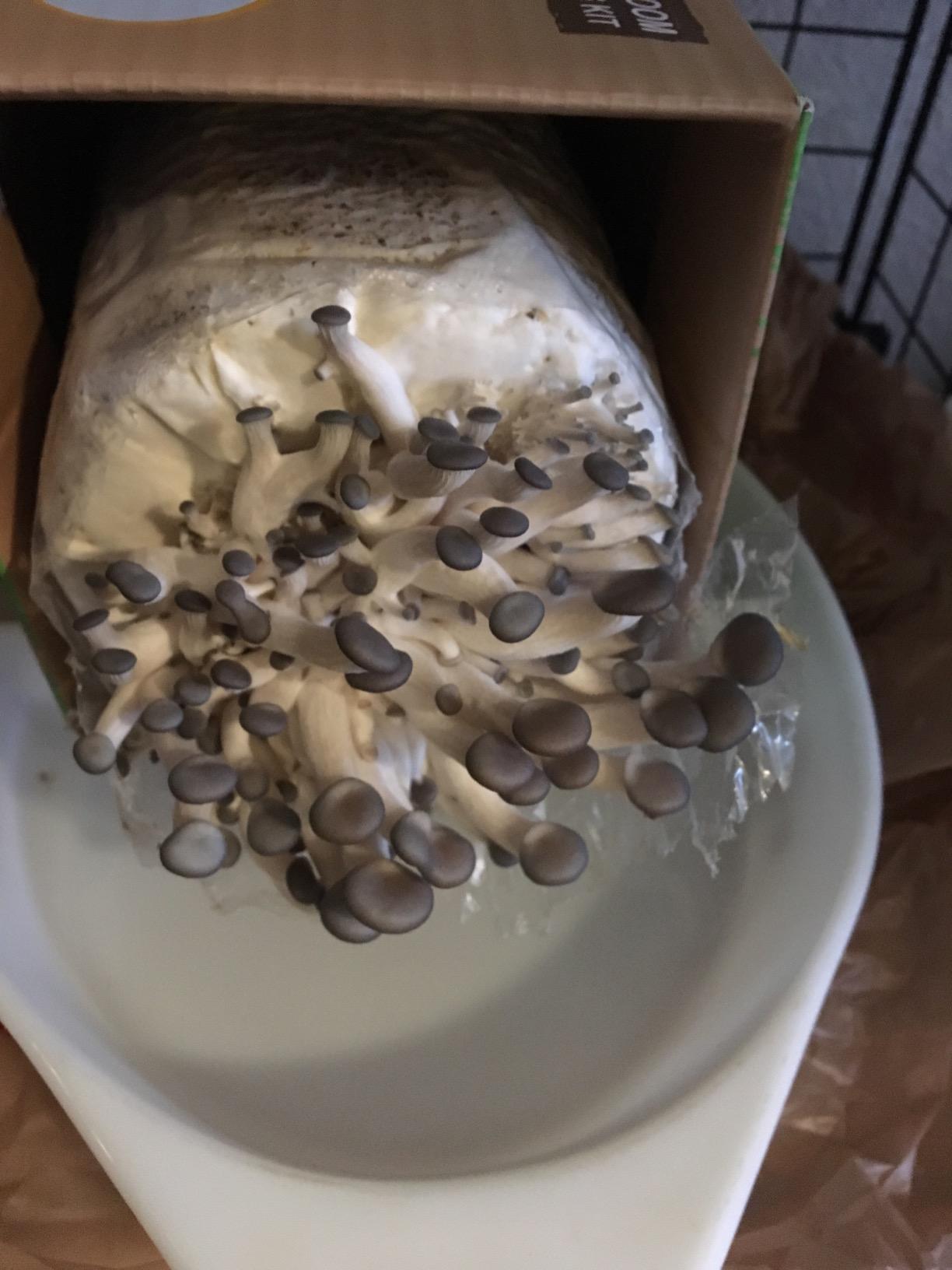 Root Mushroom Farm- Blue Oyster Mushroom Grow kit/ 3.2 pounds Log/Multiple flushes/Everything Included customer photo 2